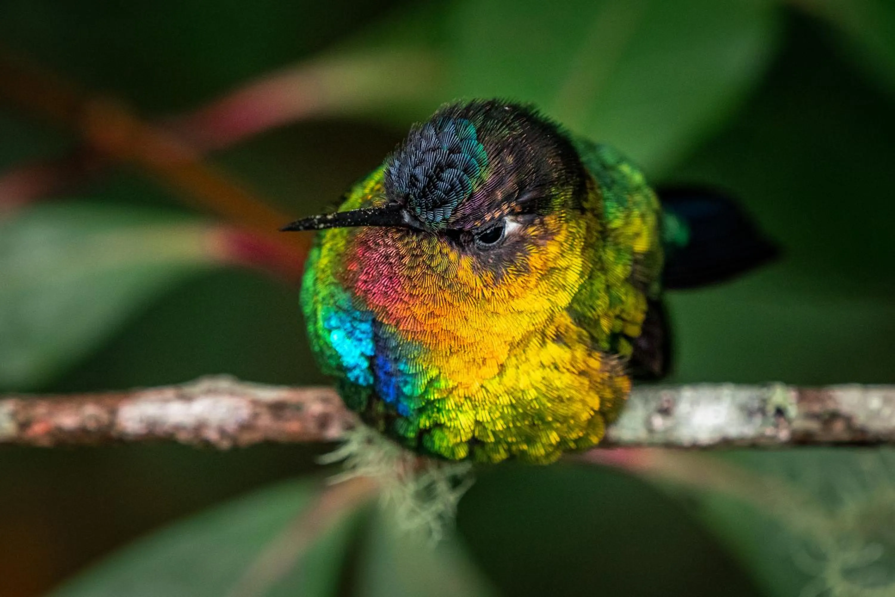 Natural landscape in Dantica Cloud Forest Lodge