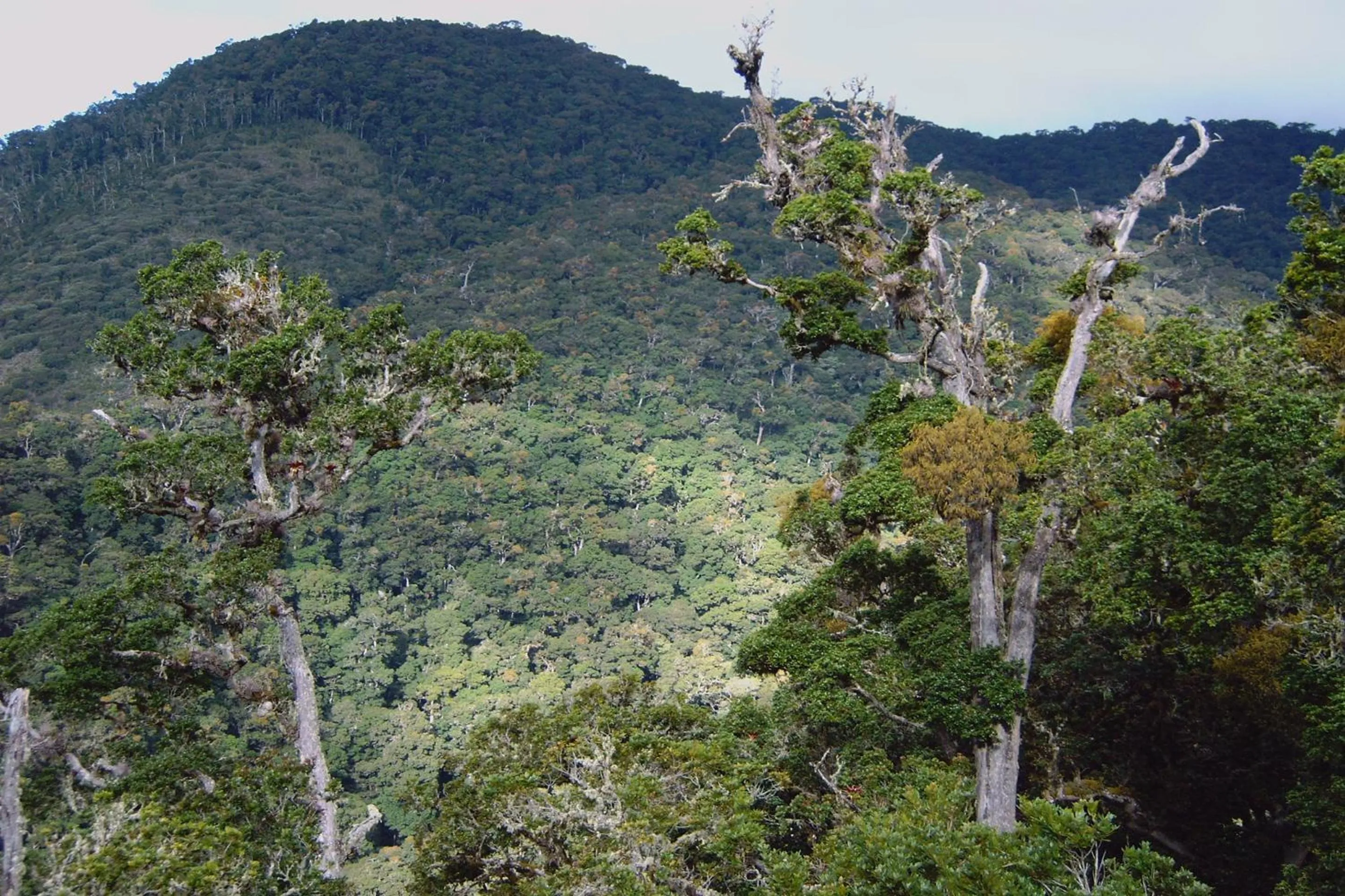 Toilet in Dantica Cloud Forest Lodge