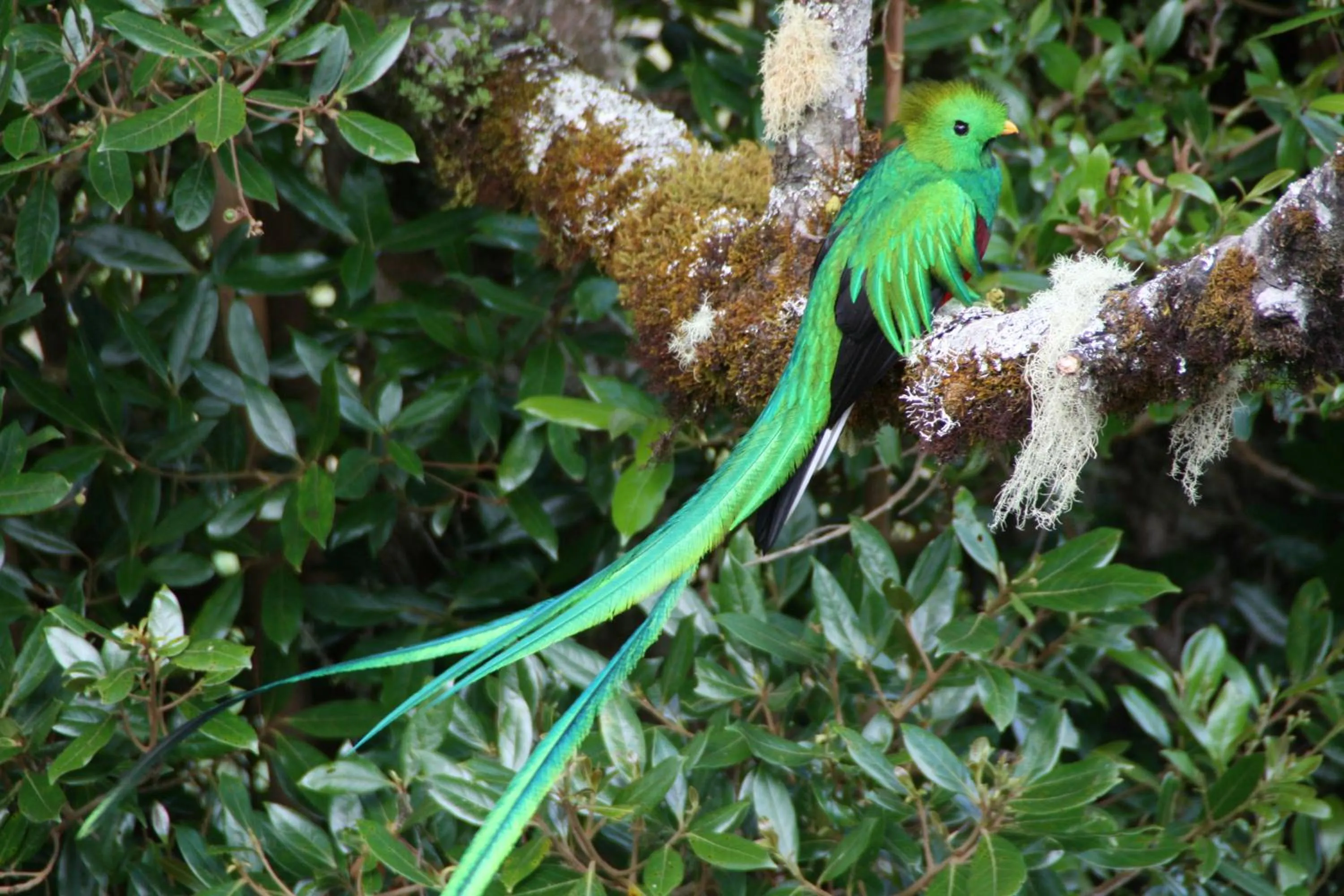 Natural landscape in Dantica Cloud Forest Lodge