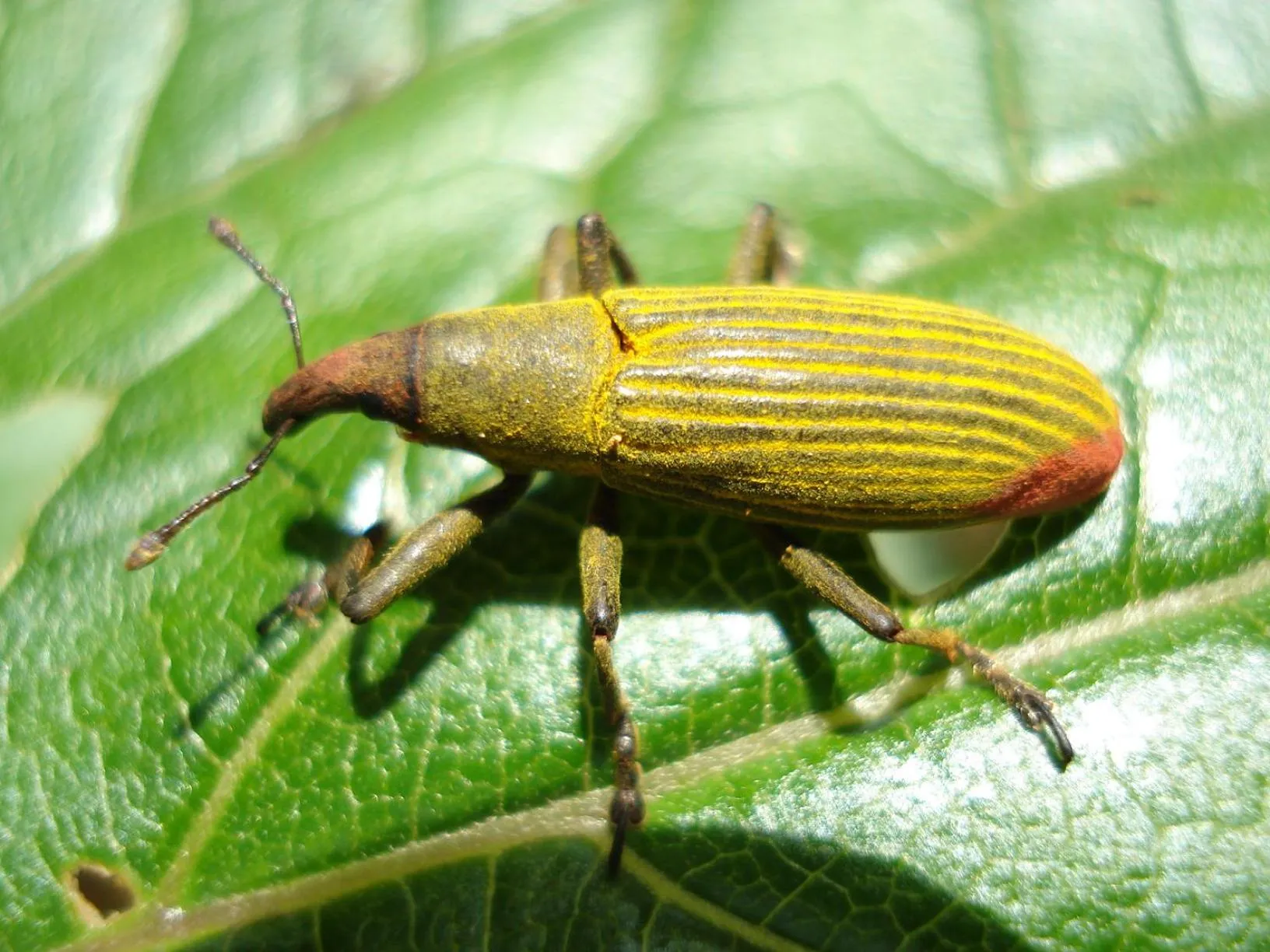 Animals in Dantica Cloud Forest Lodge