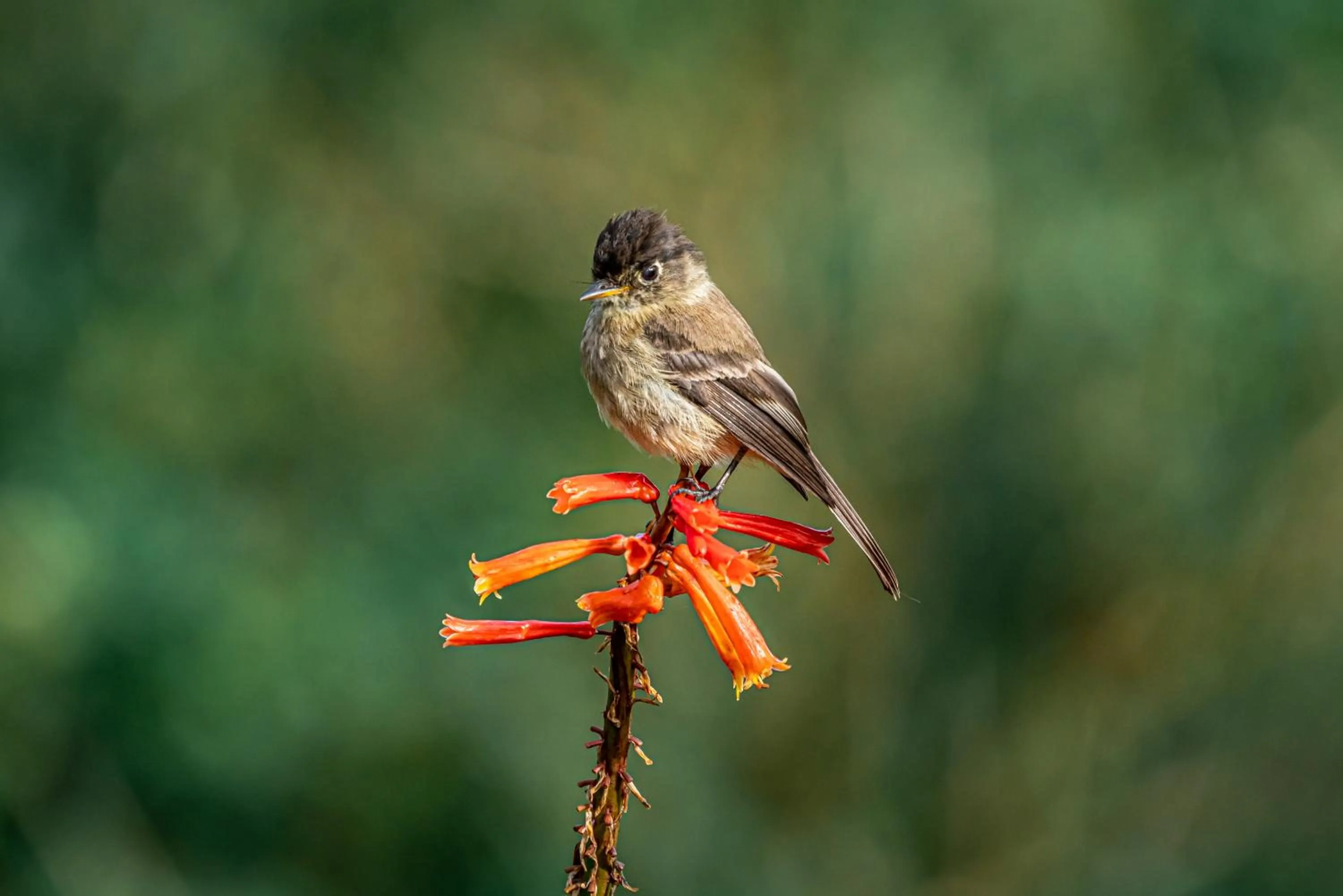 Natural landscape in Dantica Cloud Forest Lodge