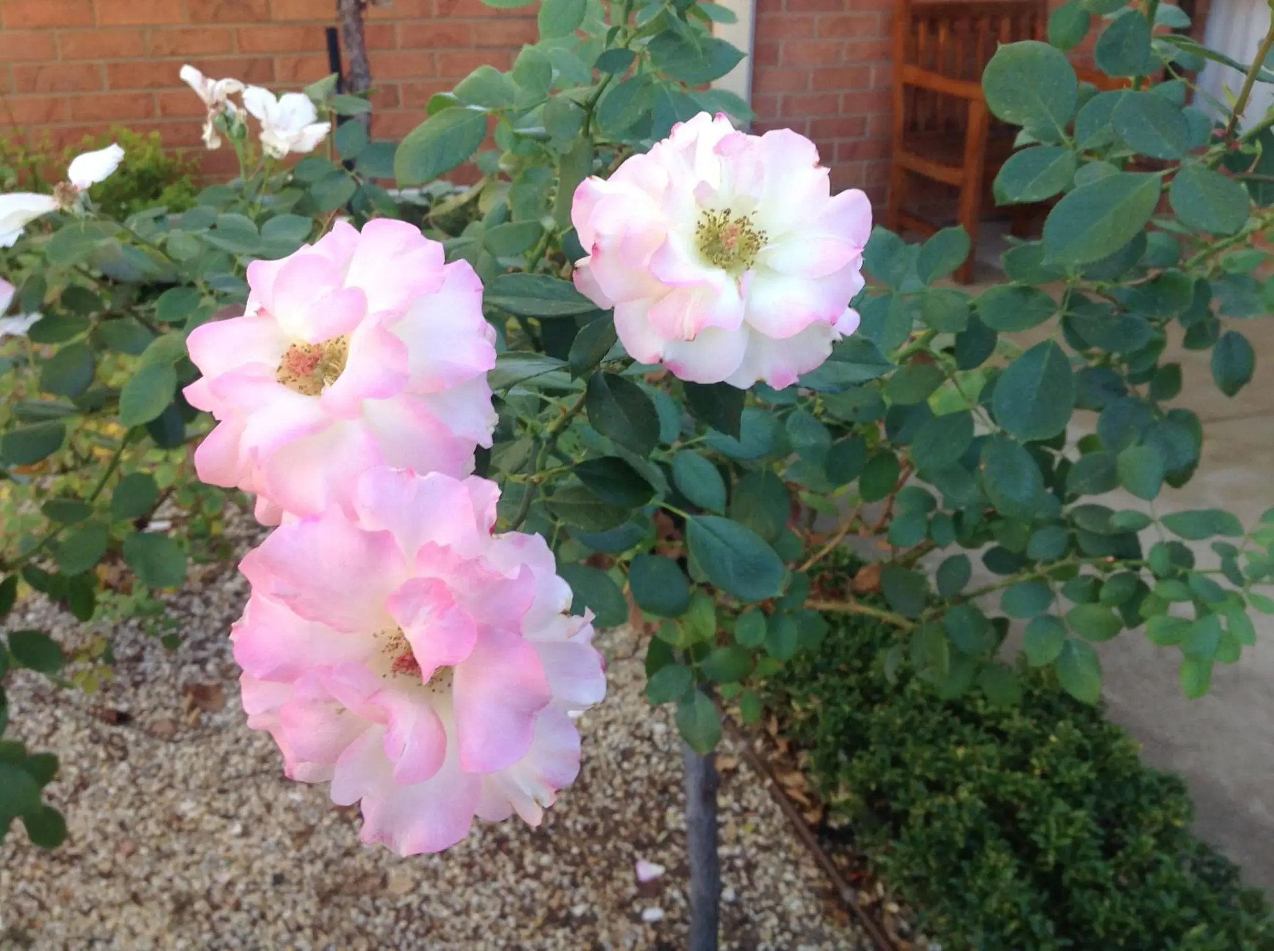 Garden view in Moama Central Motel Garden view in Moama Central Motel