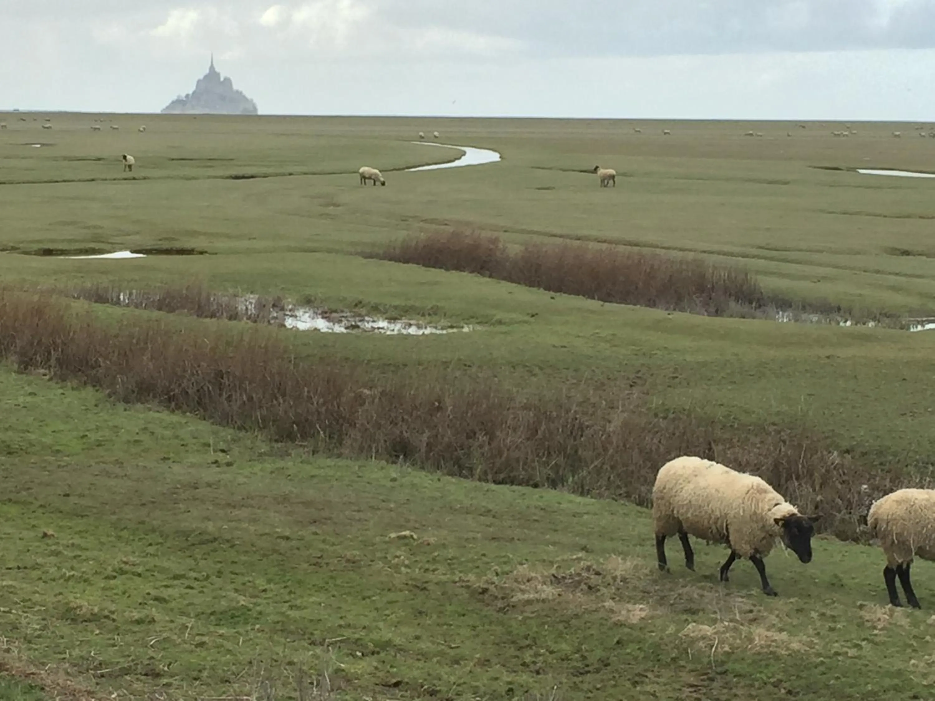 Animals in Au Bon Accueil