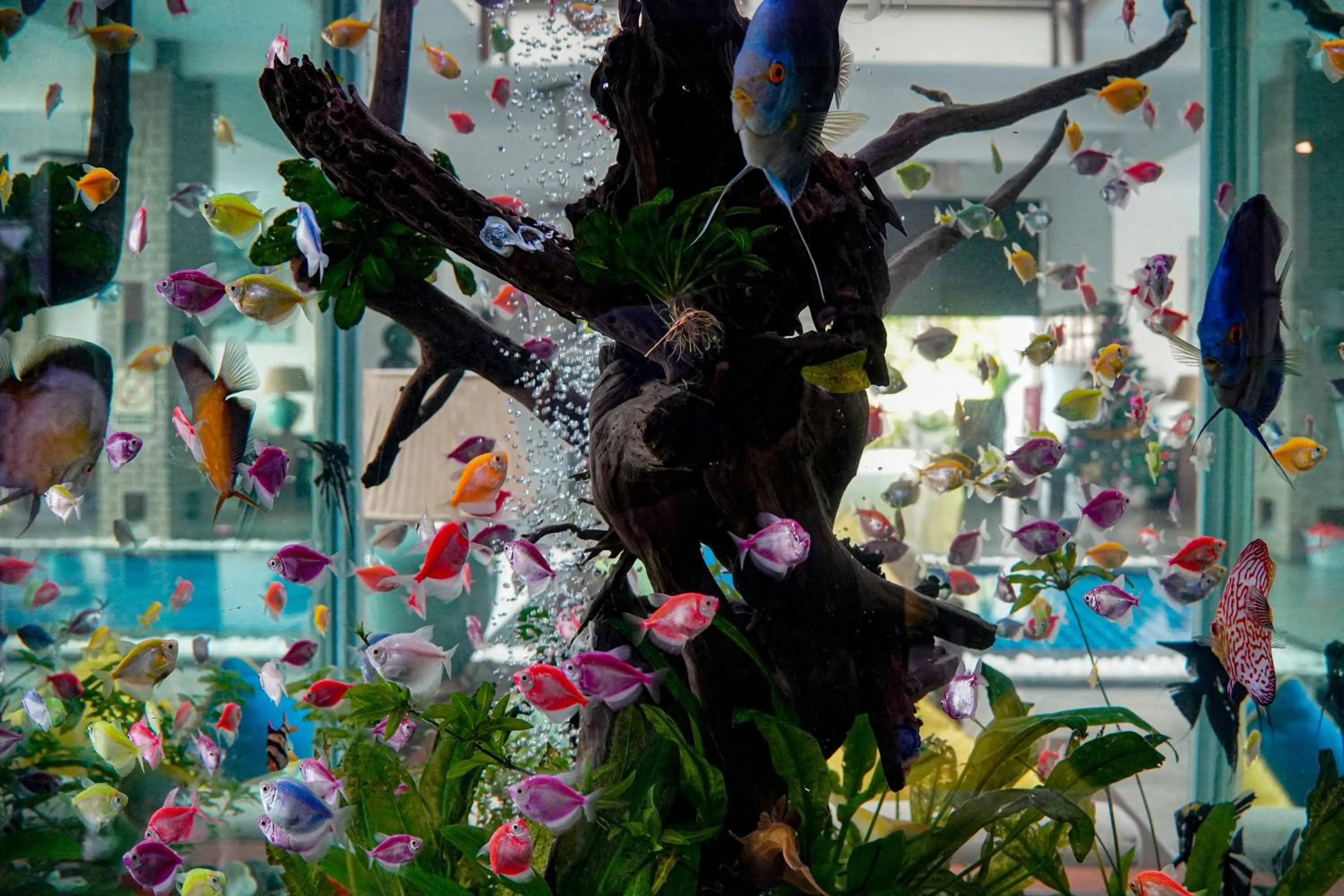 Decorative detail in Garton's Cape