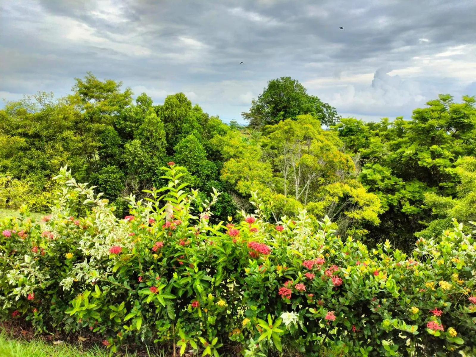 Garden view in Hotel Arbóreo Doradal