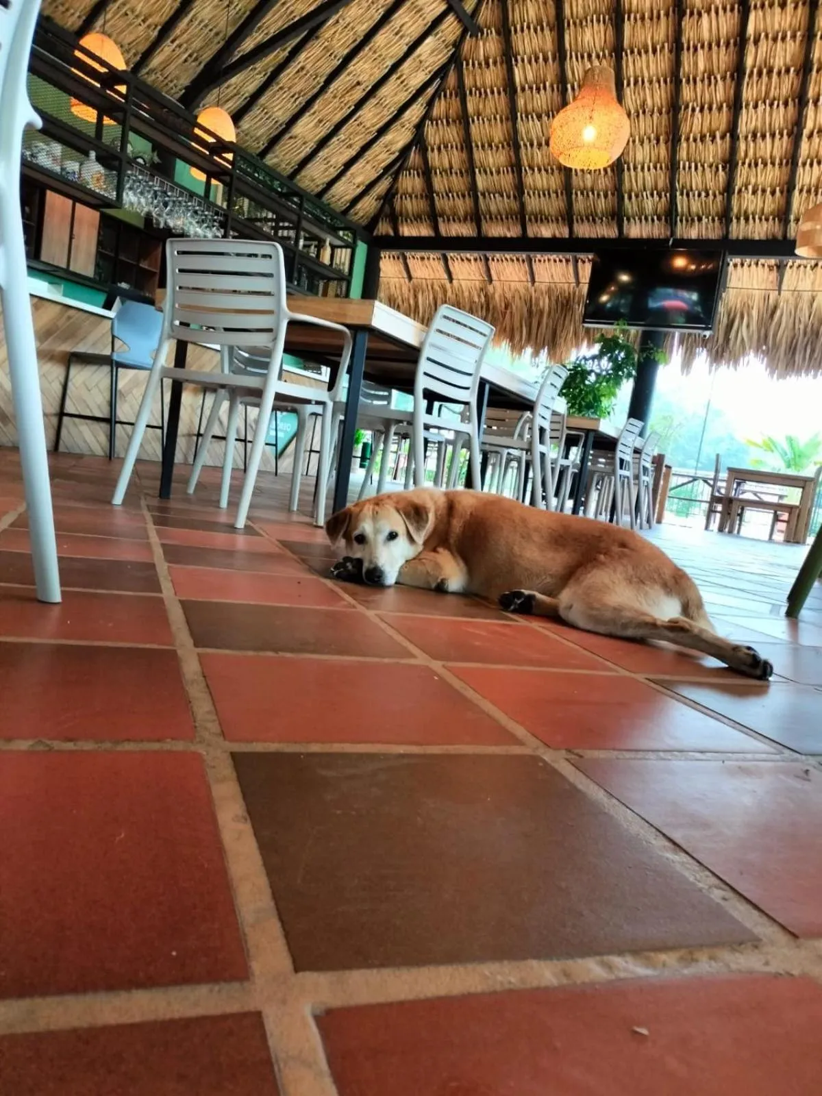 Pets in Hotel Arbóreo Doradal