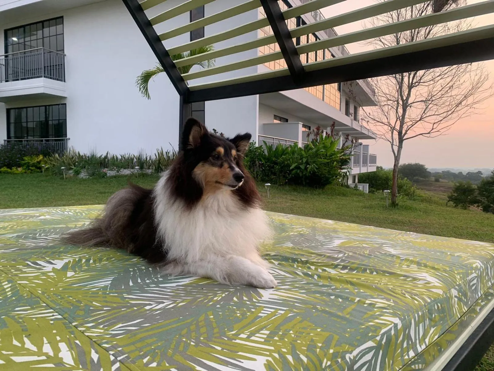 Pets in Hotel Arbóreo Doradal