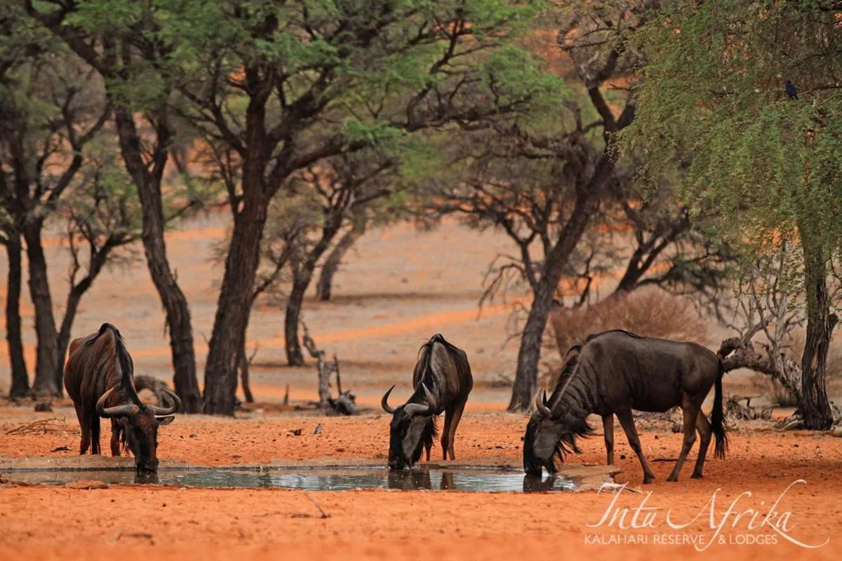Zebra Kalahari Lodge