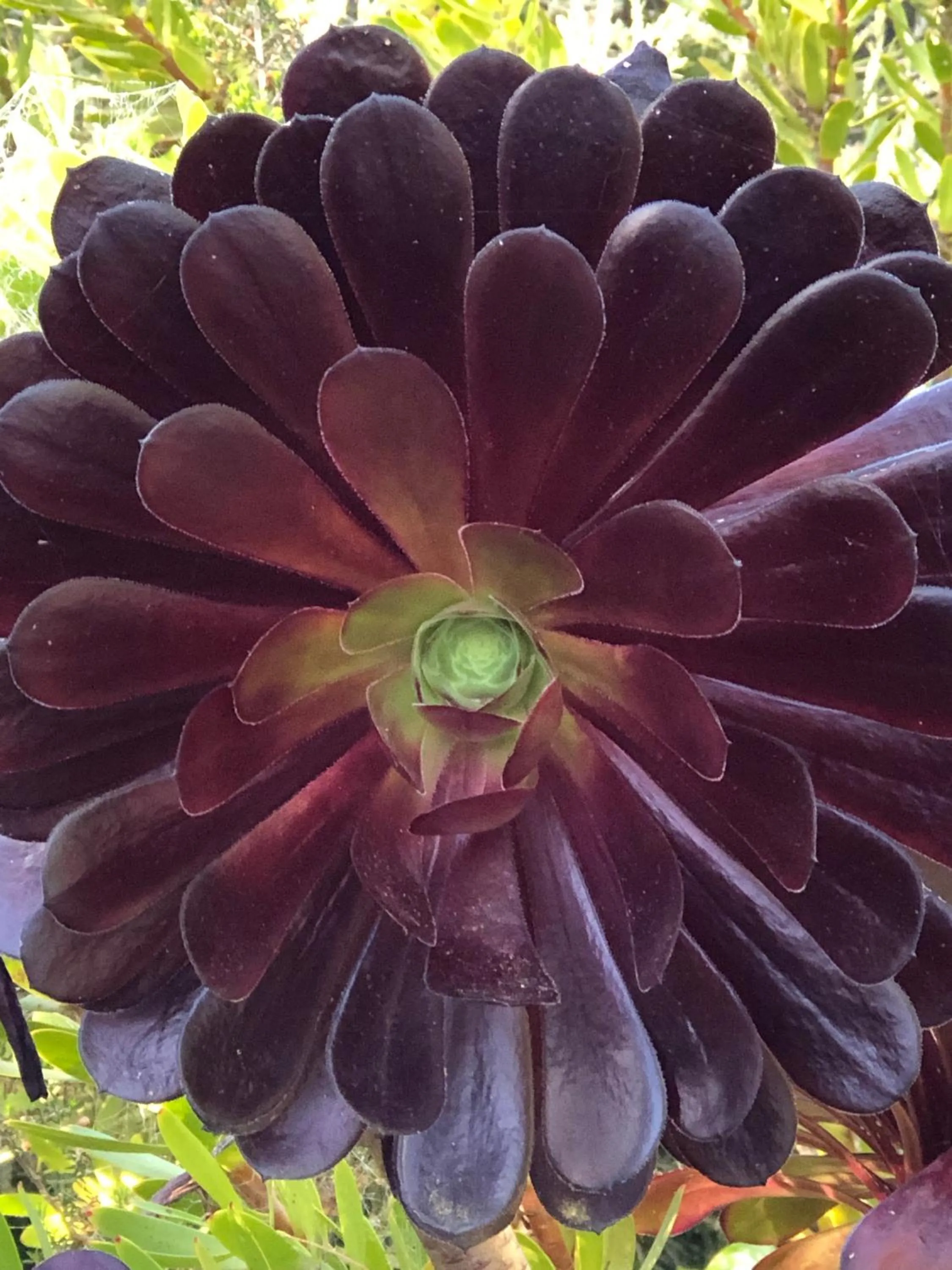 Garden in Monterey Pines Inn