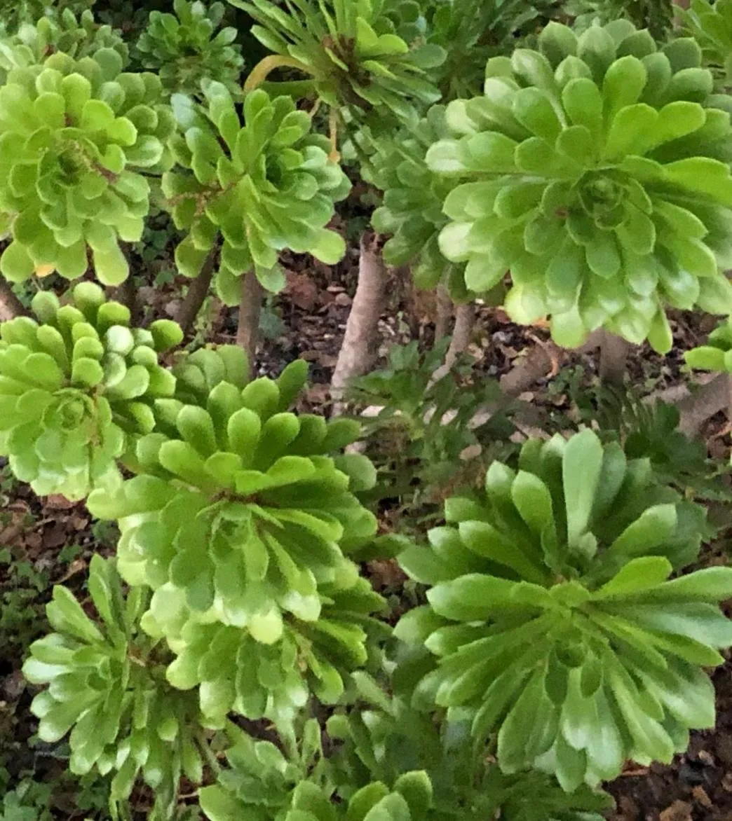 Garden in Monterey Pines Inn