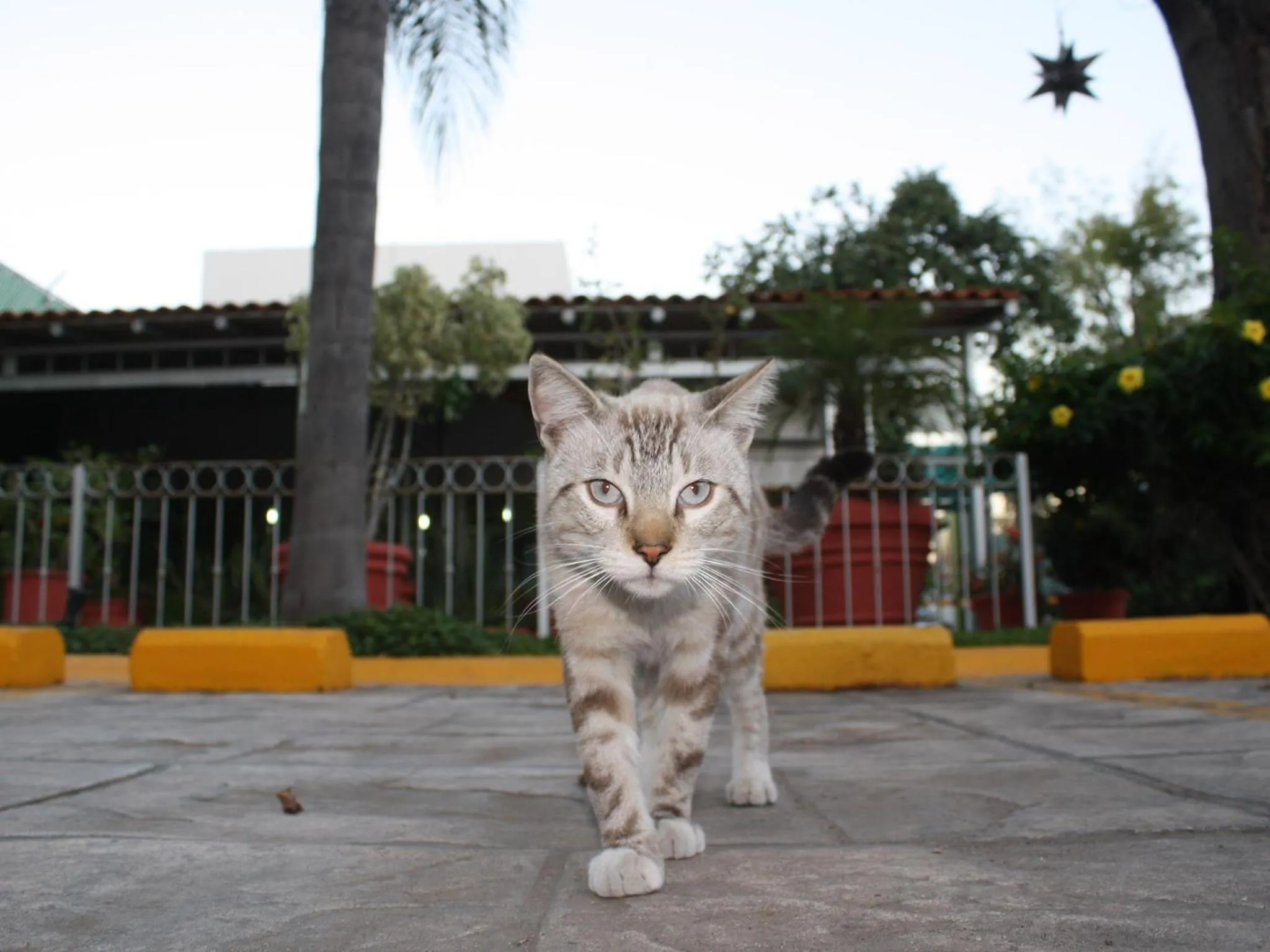 Pets in Áurea Hotel and Suites