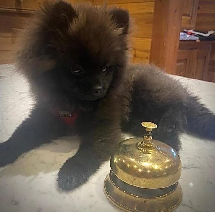 Pets in Chalet-Hôtel Le Labrador, The Originals Relais (Relais du Silence)