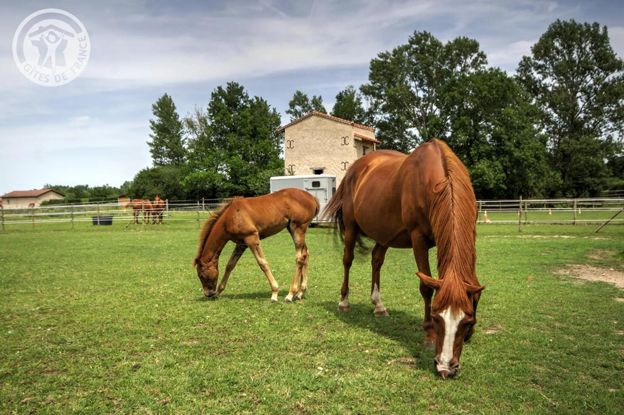 Animals in Chambres d'Hôtes Ondine et Igor