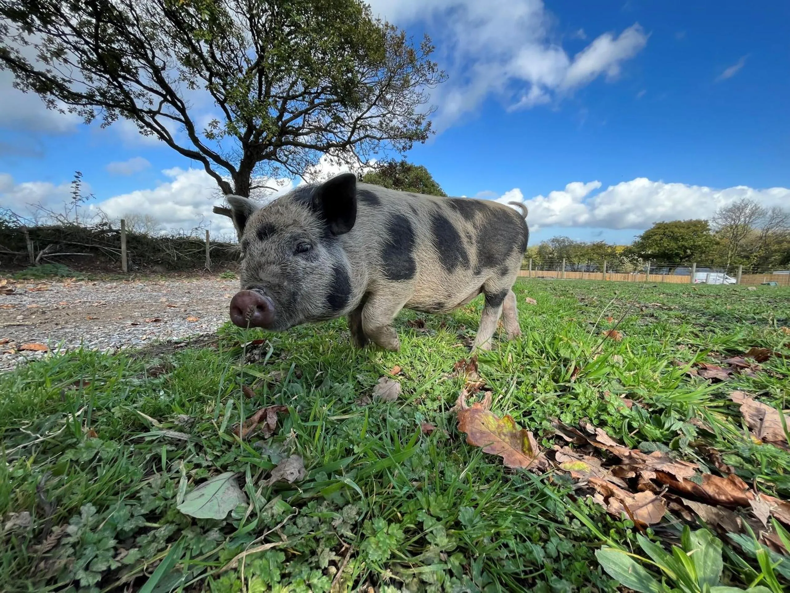 Property building in Cariad