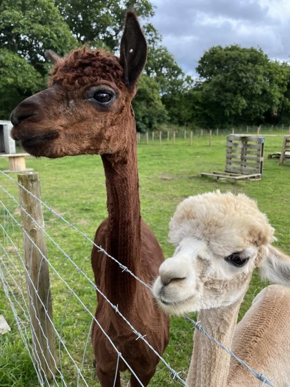 Property building in Cariad