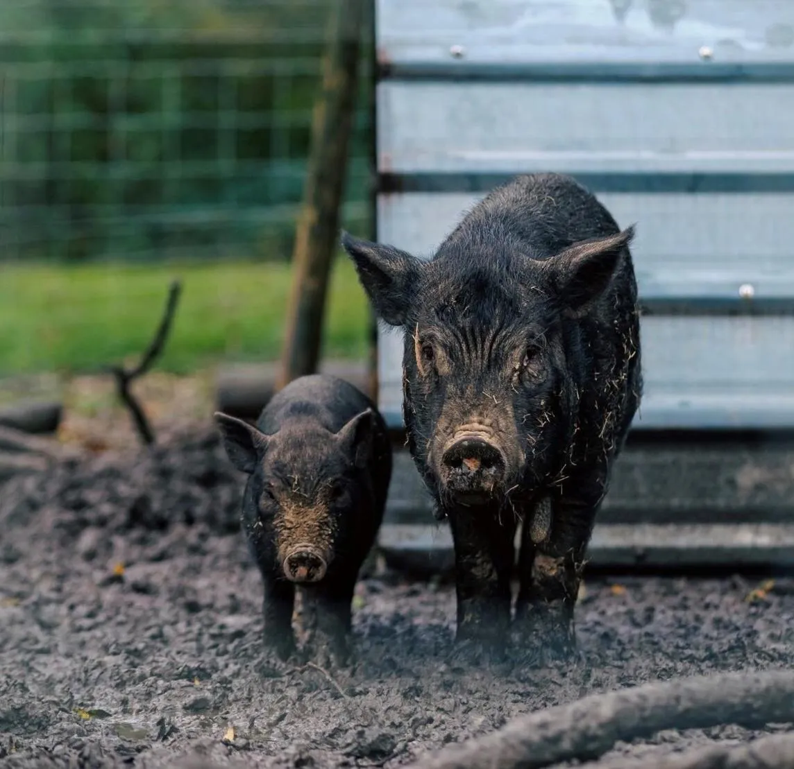 Property building in Cariad