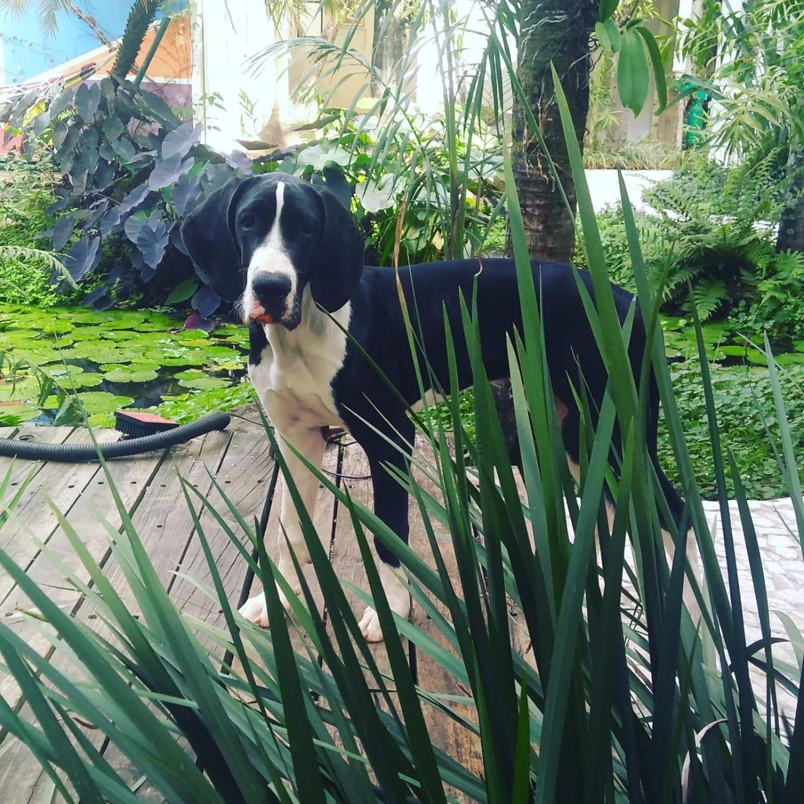 Pets in Hotel e pousada oca