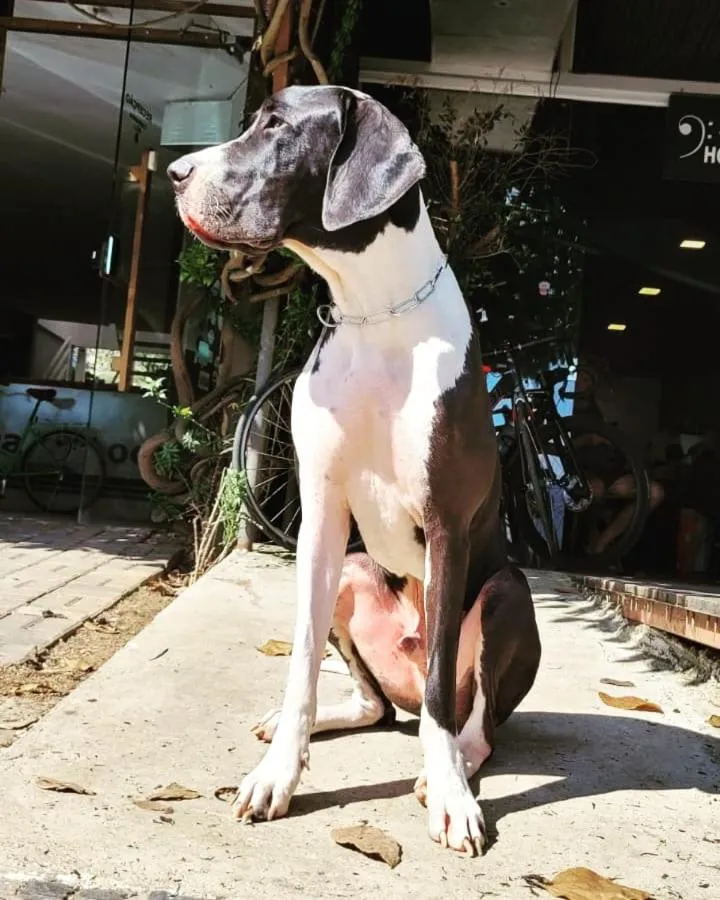 Pets in Hotel e pousada oca