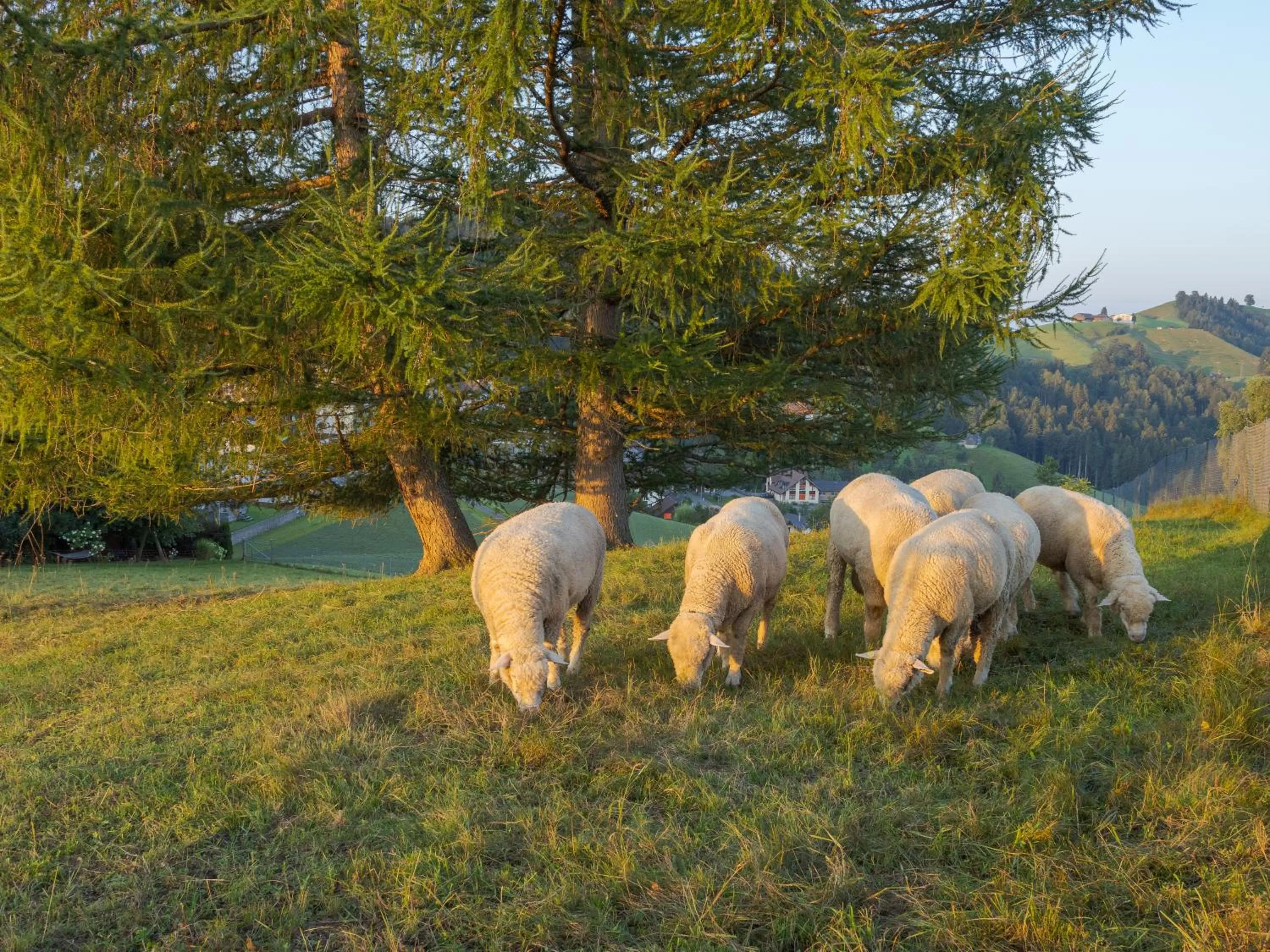 Day in Vegan Health Hotel Sonnenberg