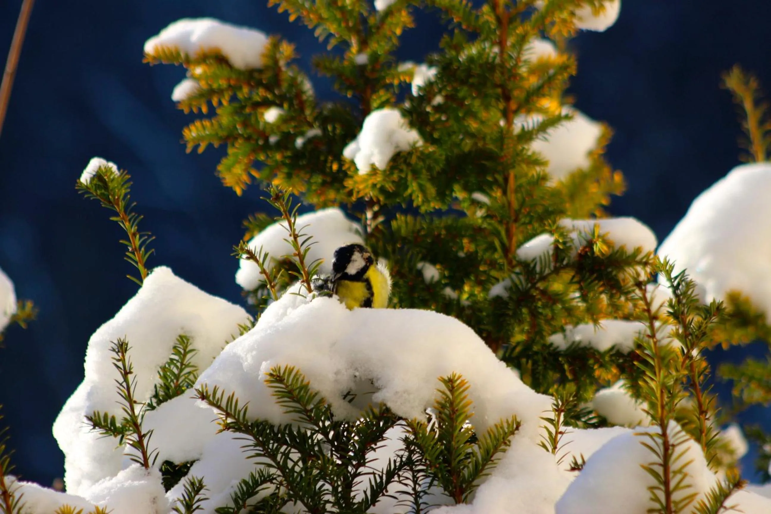 Winter in Gasthof zur Post