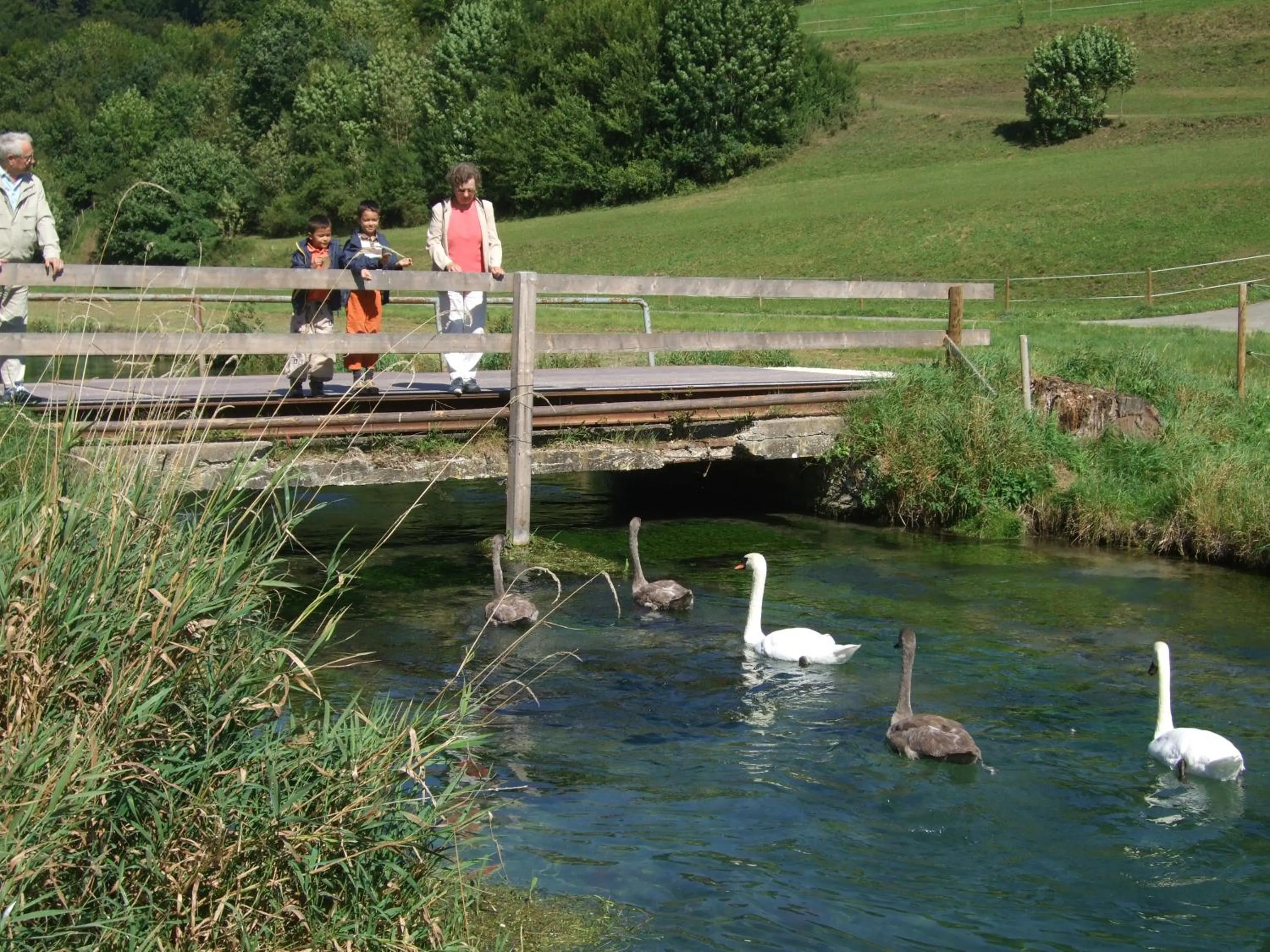 Animals in Gasthof zur Post