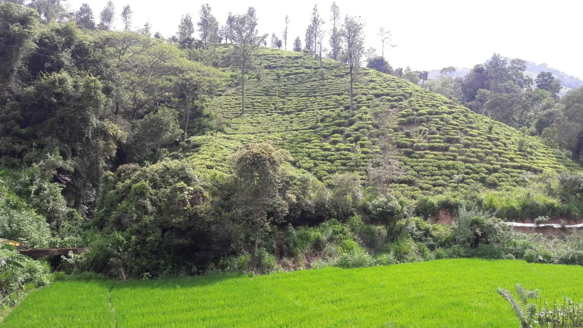 Deluxe Double or Twin Room with Mountain View in Ayubo Ella - Bed & Breakfast Deluxe Double or Twin Room with Mountain View in Ayubo Ella - Bed & Breakfast