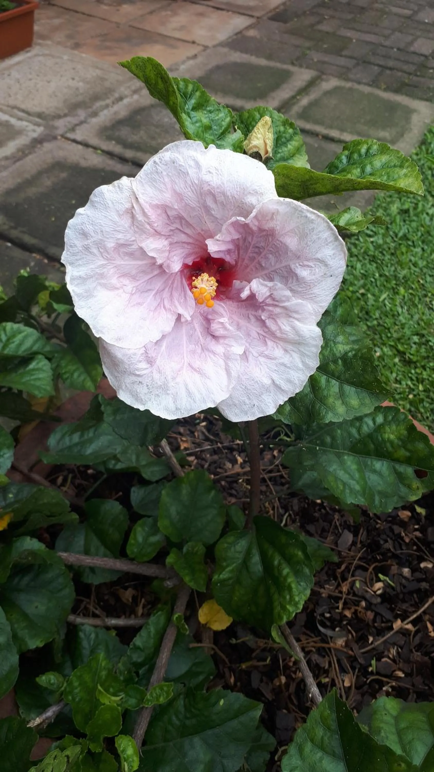 Garden view in Weekend Vikings