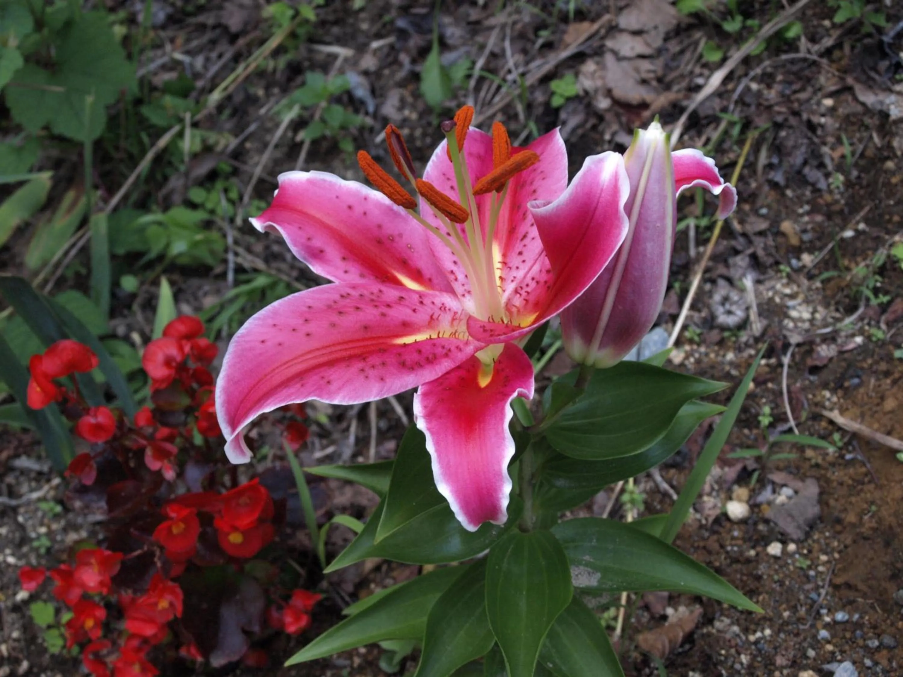 Natural landscape in Hotel Silk Inn Madarao