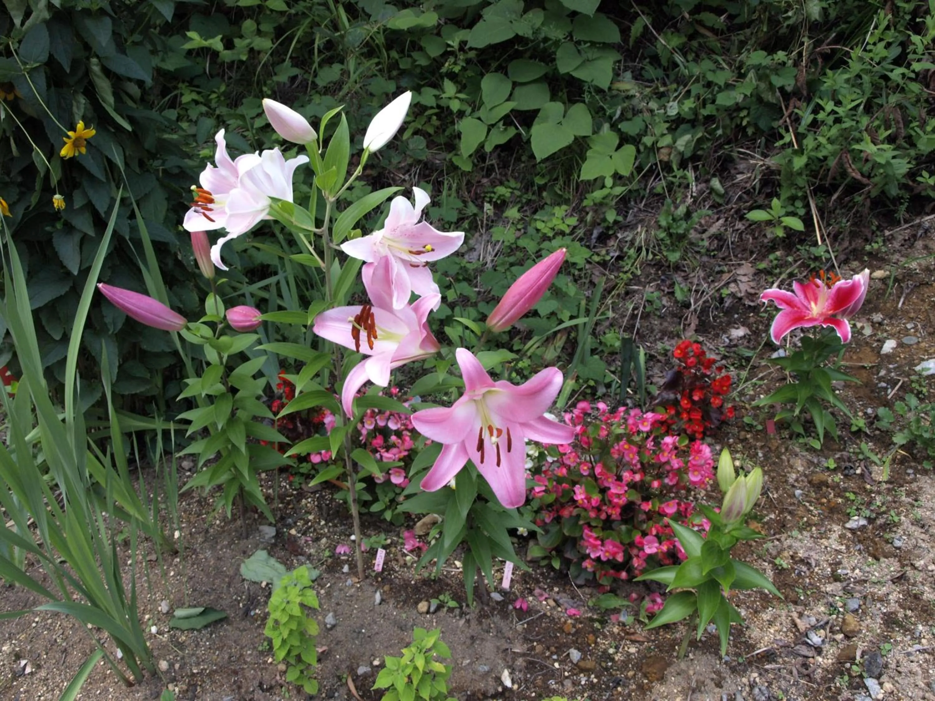 Natural landscape in Hotel Silk Inn Madarao