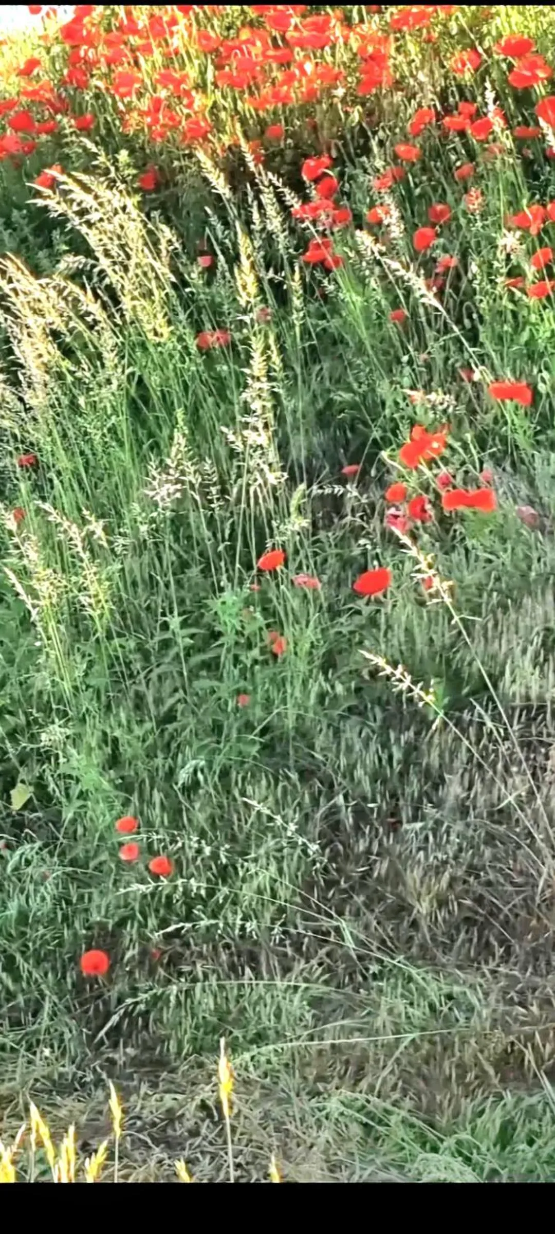 Day in Les Glycines de Monchy- Chambres d'hôtes