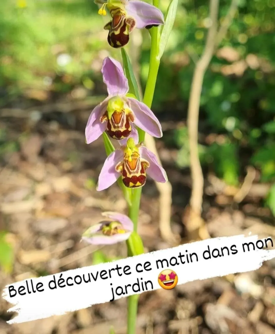 Spring in Les Glycines de Monchy- Chambres d'hôtes