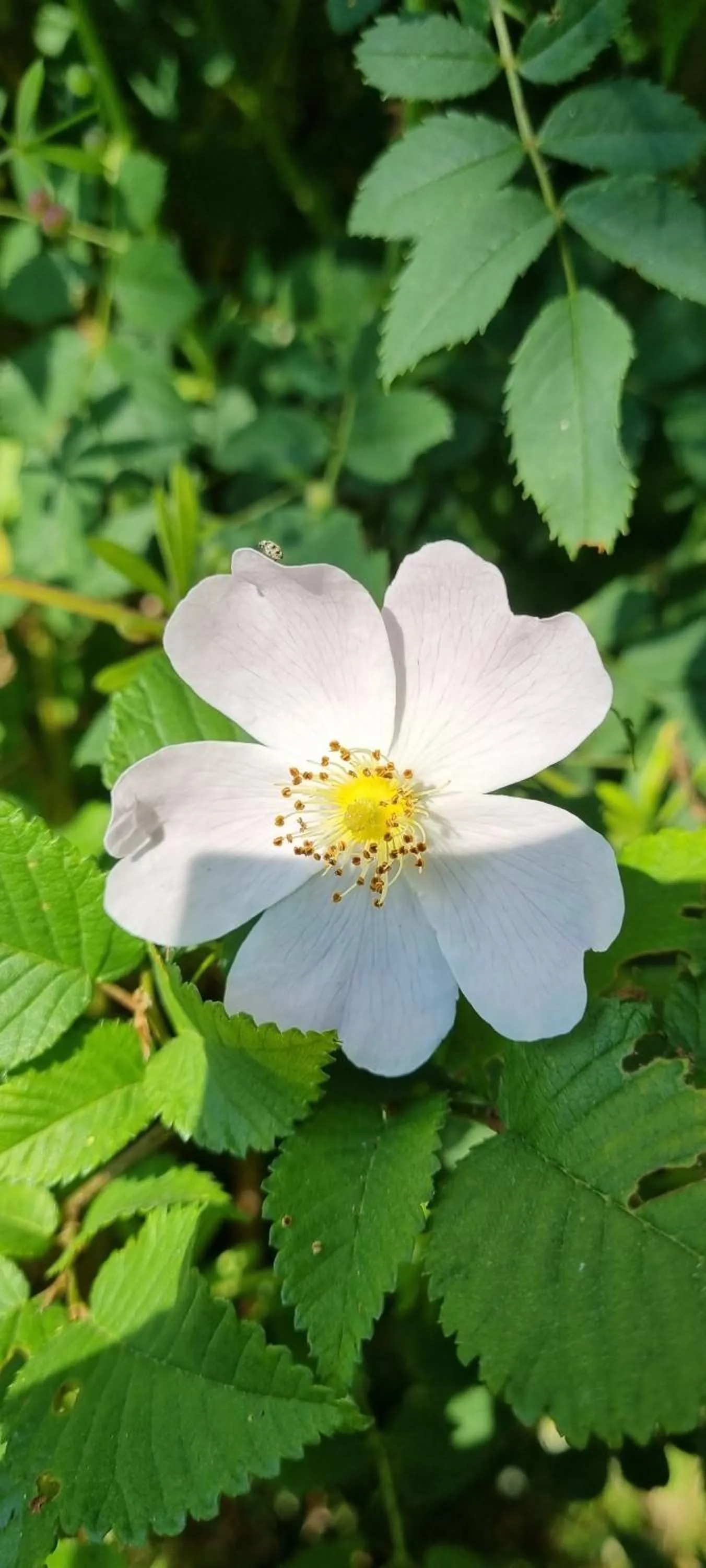 Spring in Les Glycines de Monchy- Chambres d'hôtes