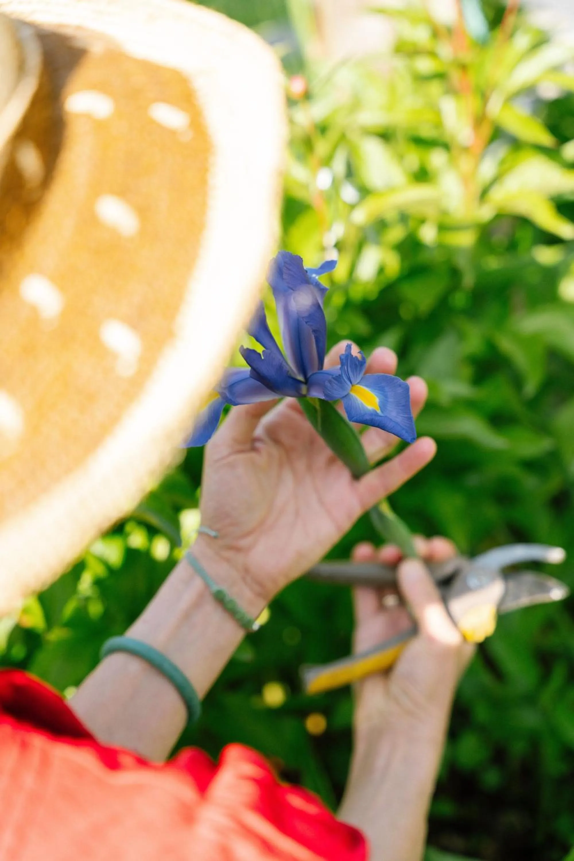 Spring in Les Glycines de Monchy- Chambres d'hôtes