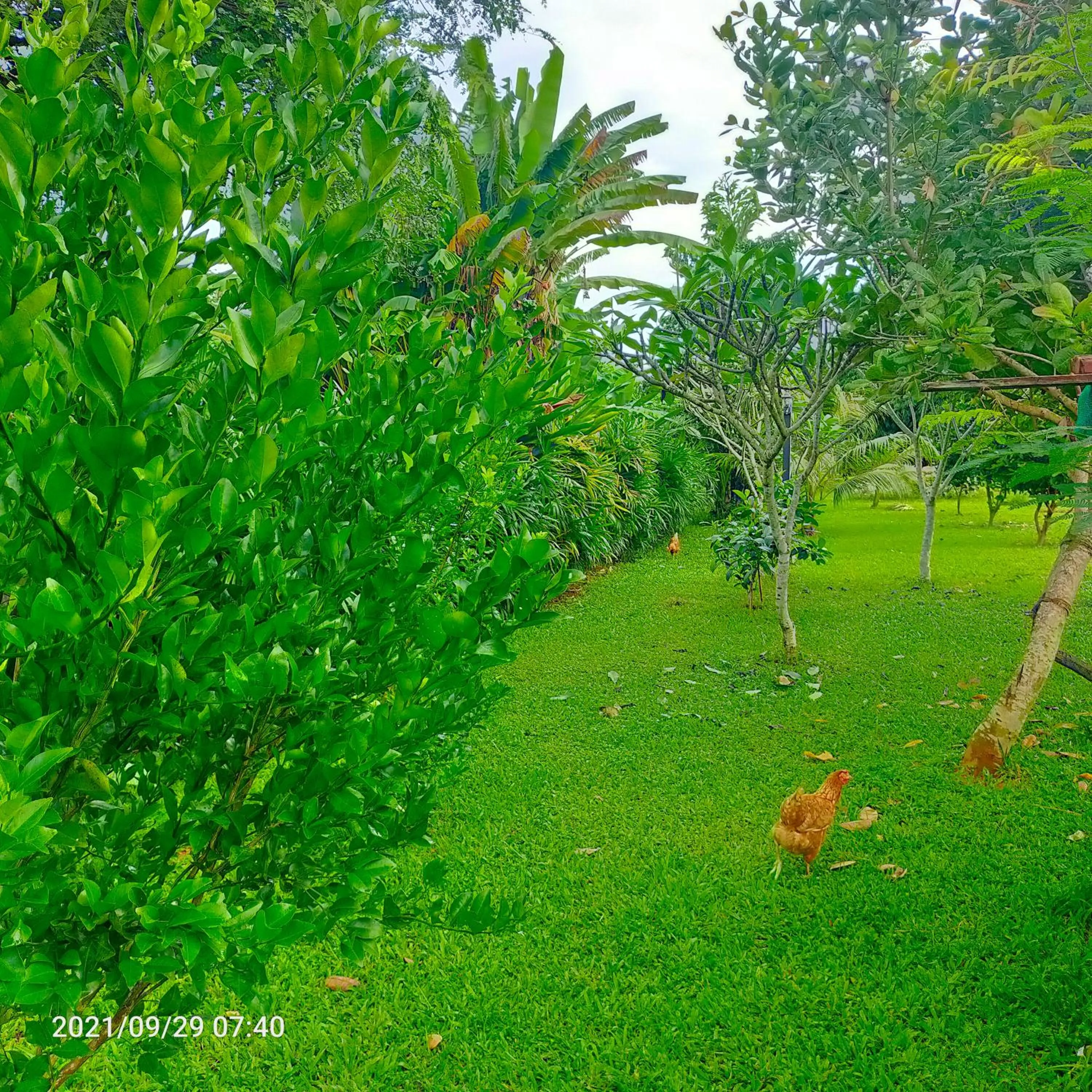 Garden view in Davy Cottage Phuket