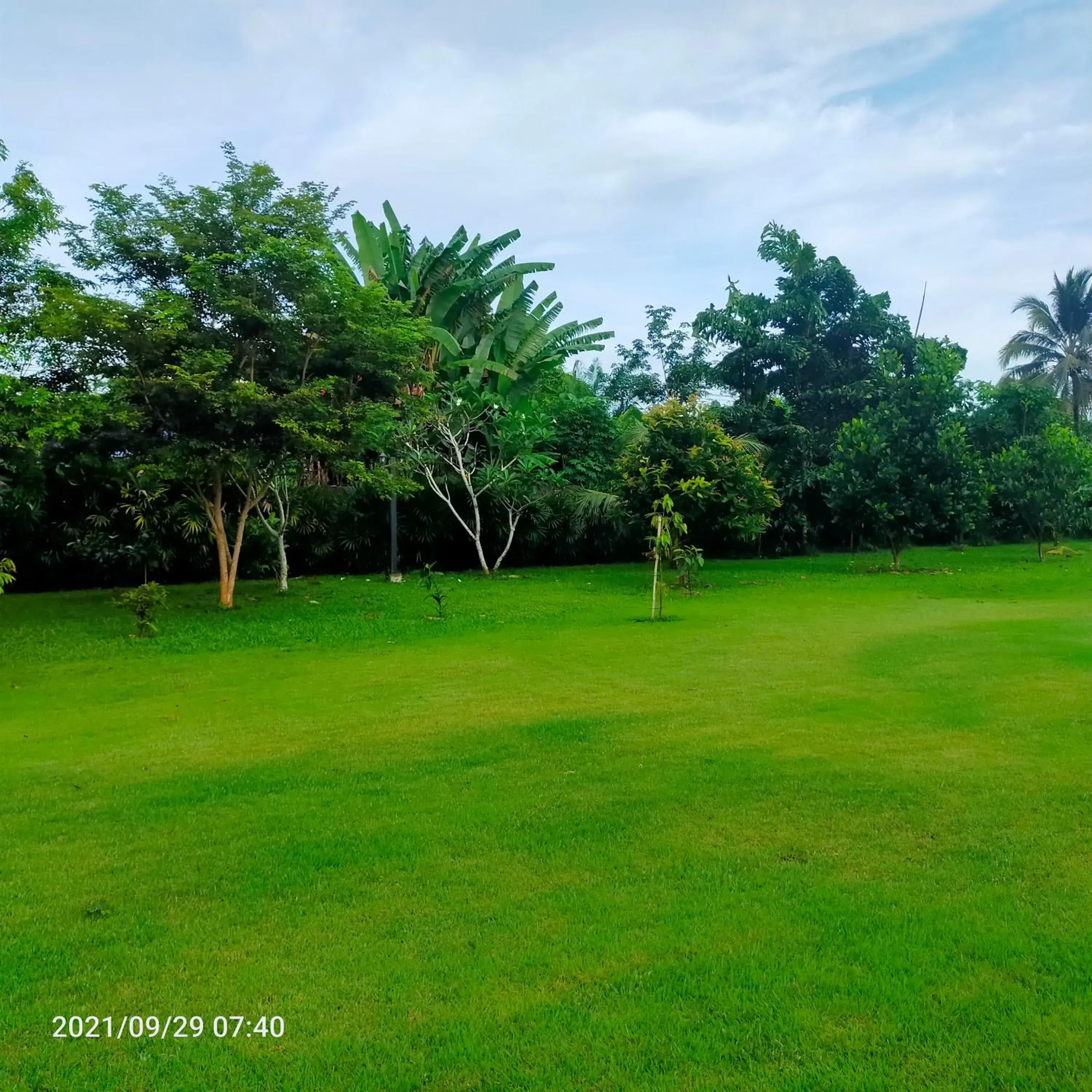 Garden view in Davy Cottage Phuket Garden view in Davy Cottage Phuket