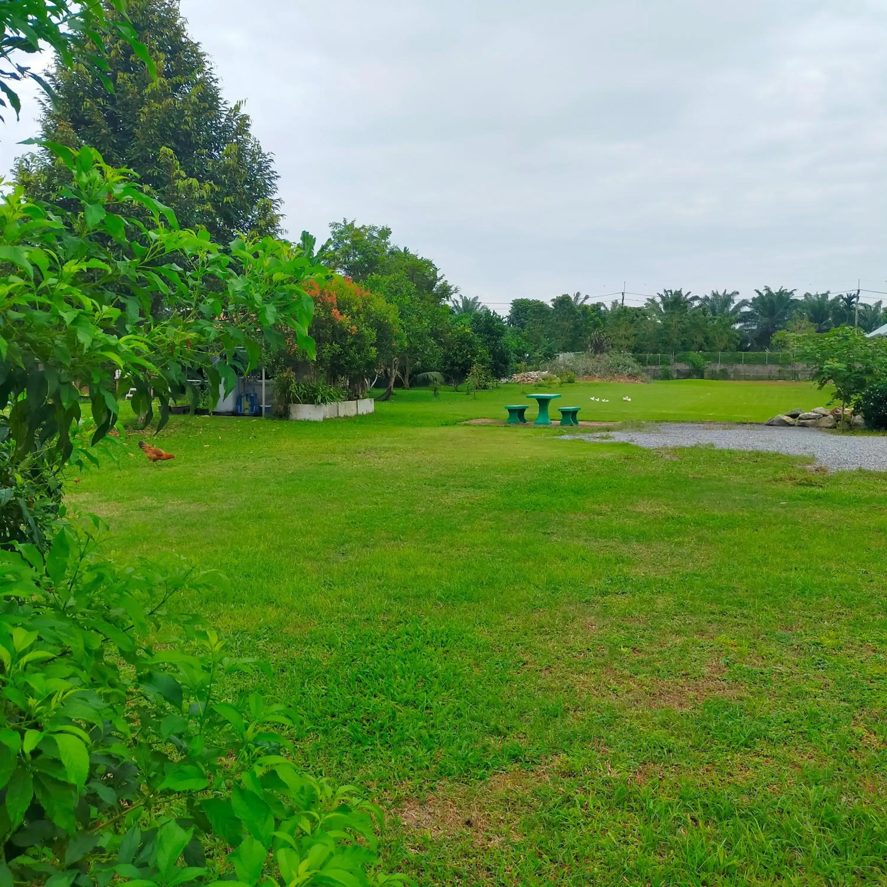 Garden view in Davy Cottage Phuket Garden view in Davy Cottage Phuket
