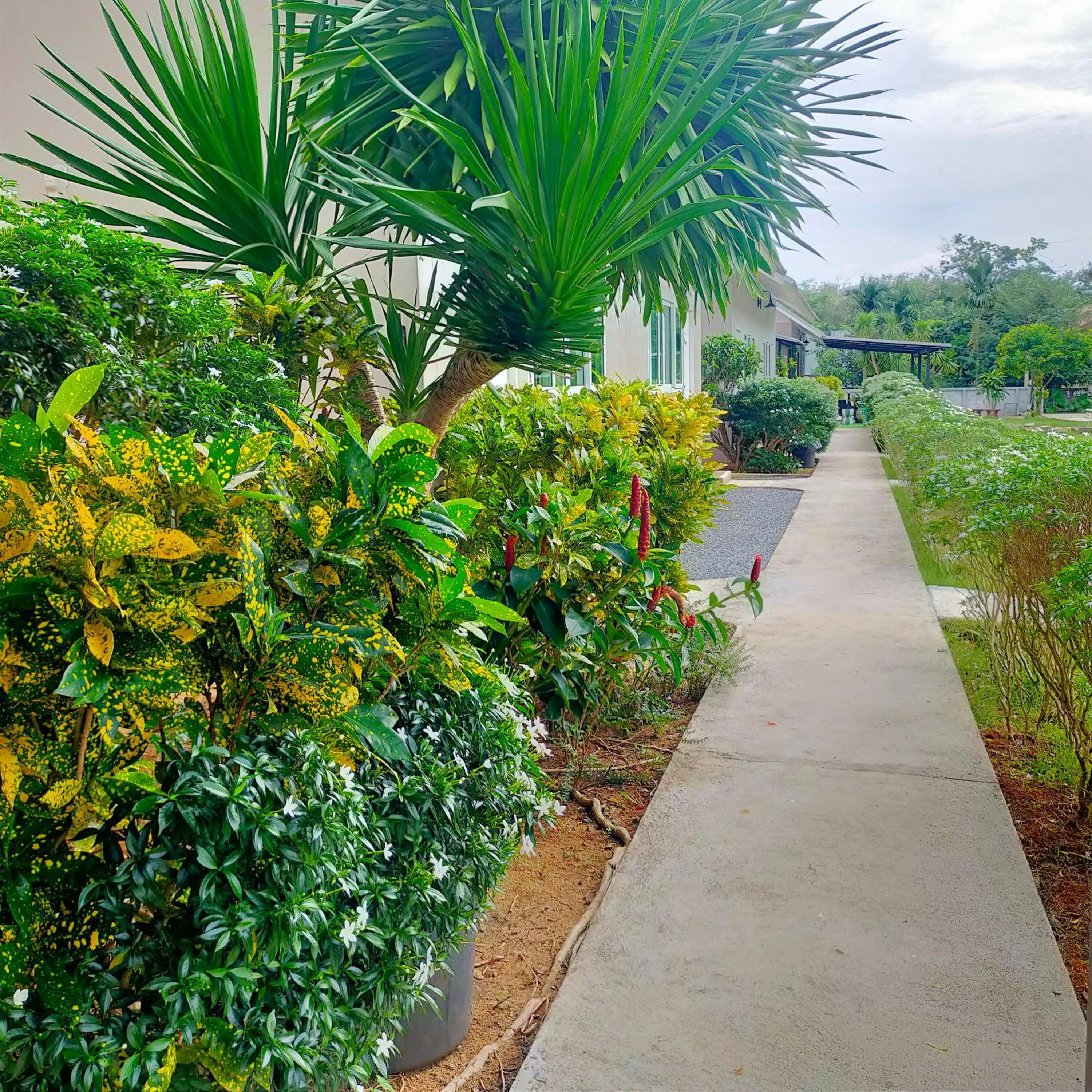 Garden view in Davy Cottage Phuket