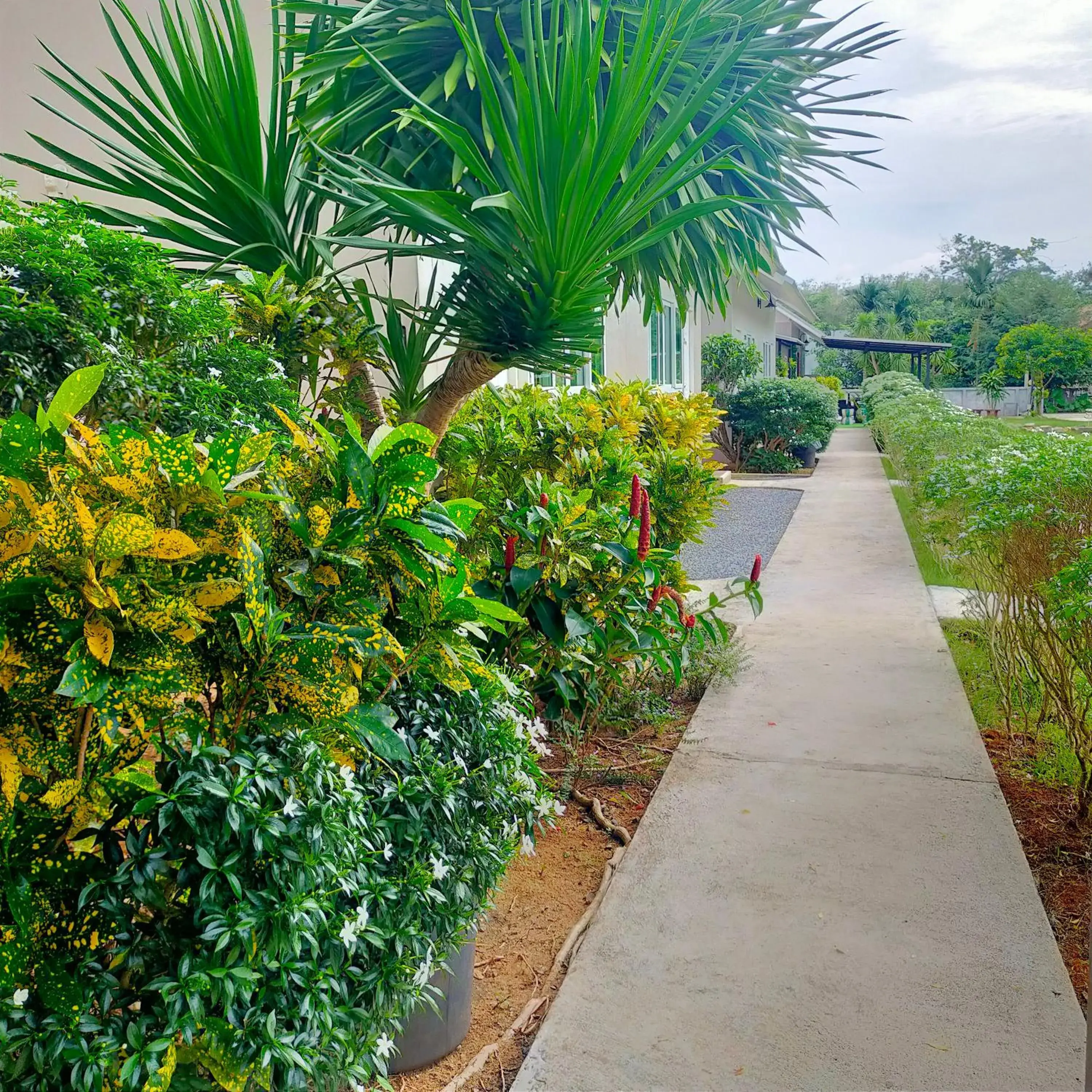 Garden view in Davy Cottage Phuket Garden view in Davy Cottage Phuket