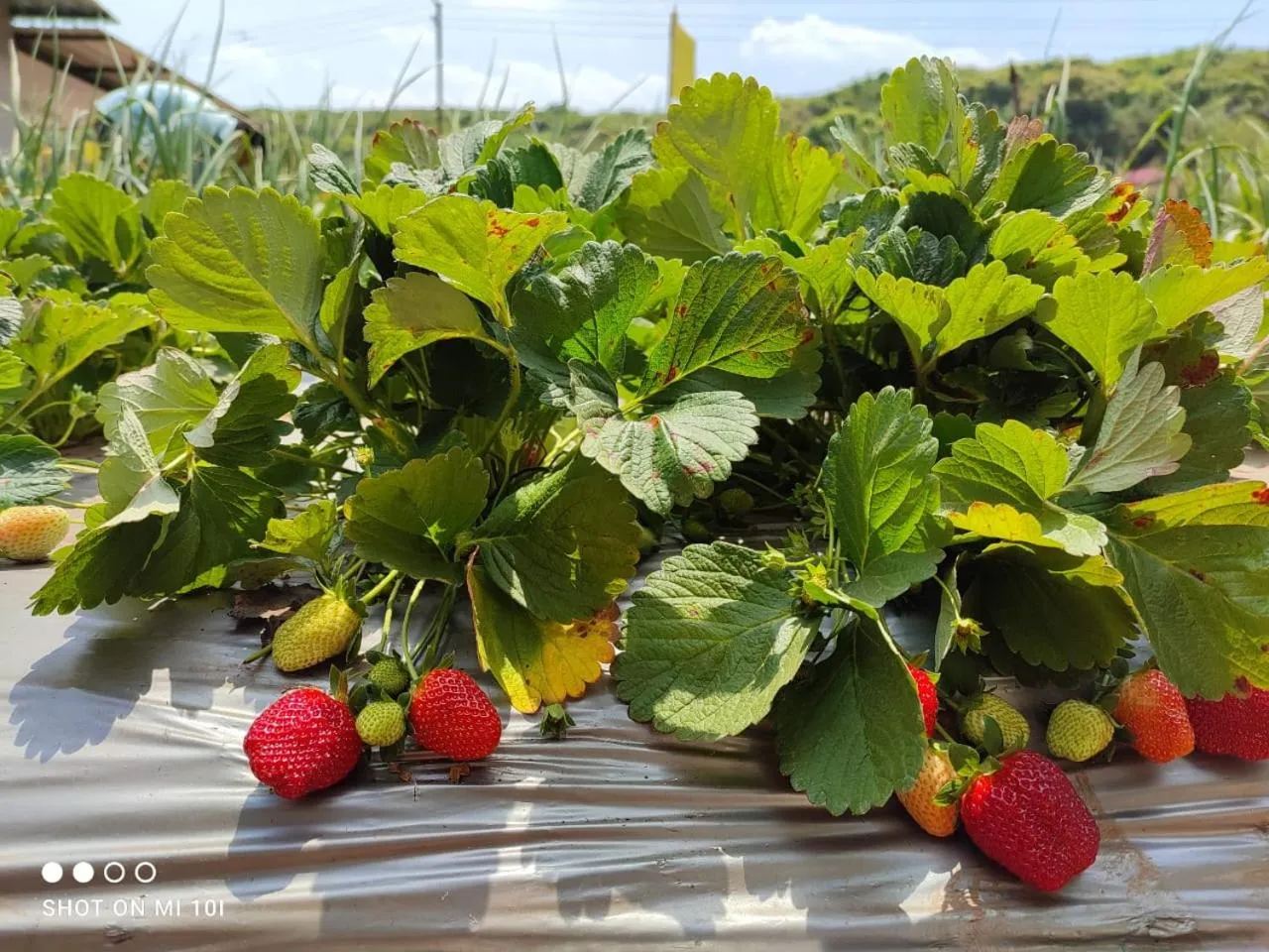 Other in Khushi Riverside Resort & Spa