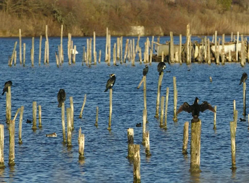 Natural landscape in La Cabane Bohème, Maison d'hôtes Bassin d'Arcachon