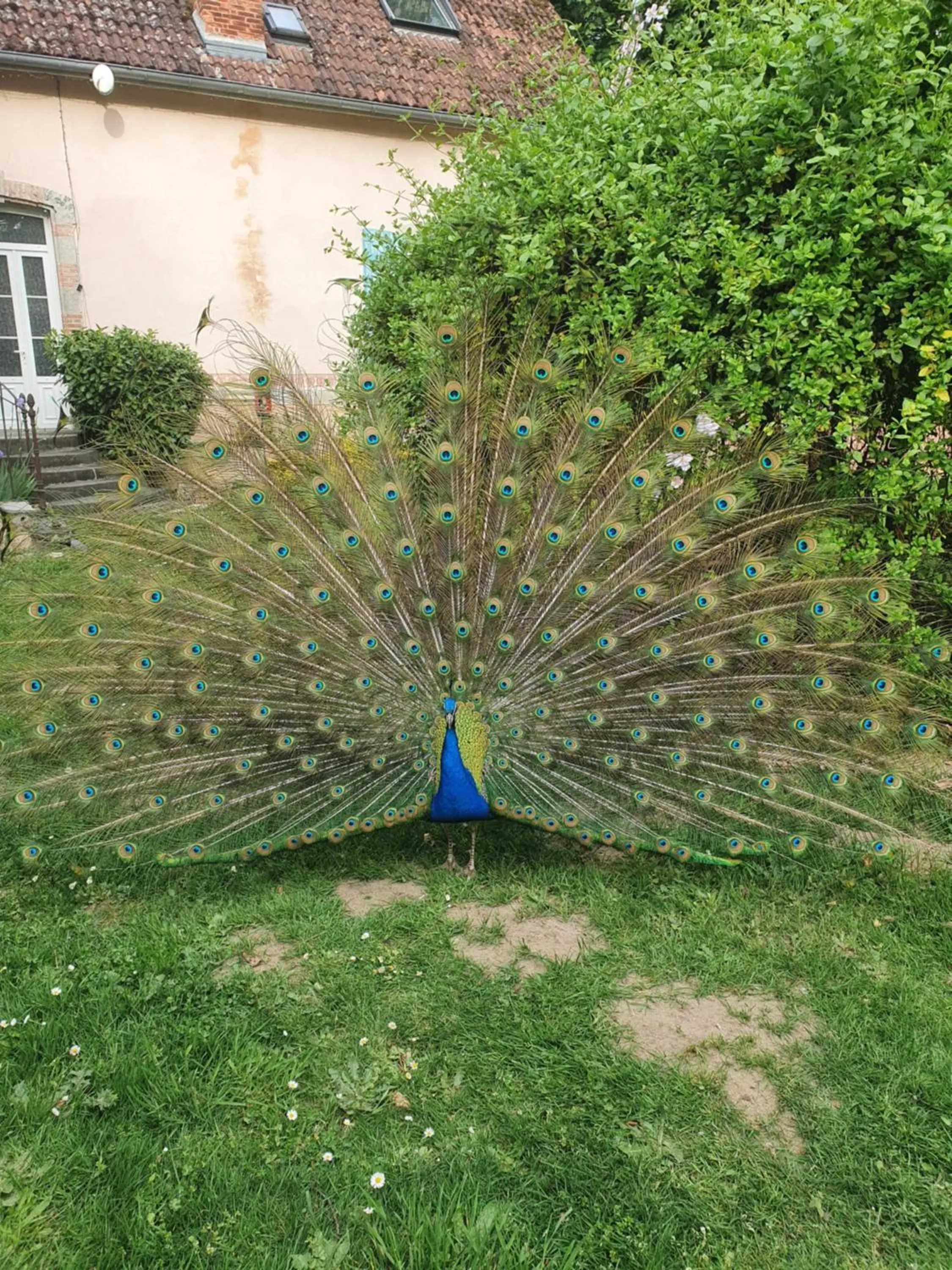 Natural landscape in Château de MontSablé