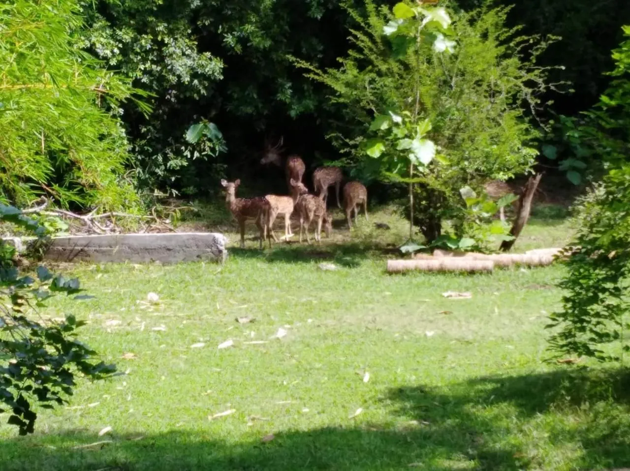 Spring in Deer Garden Guest