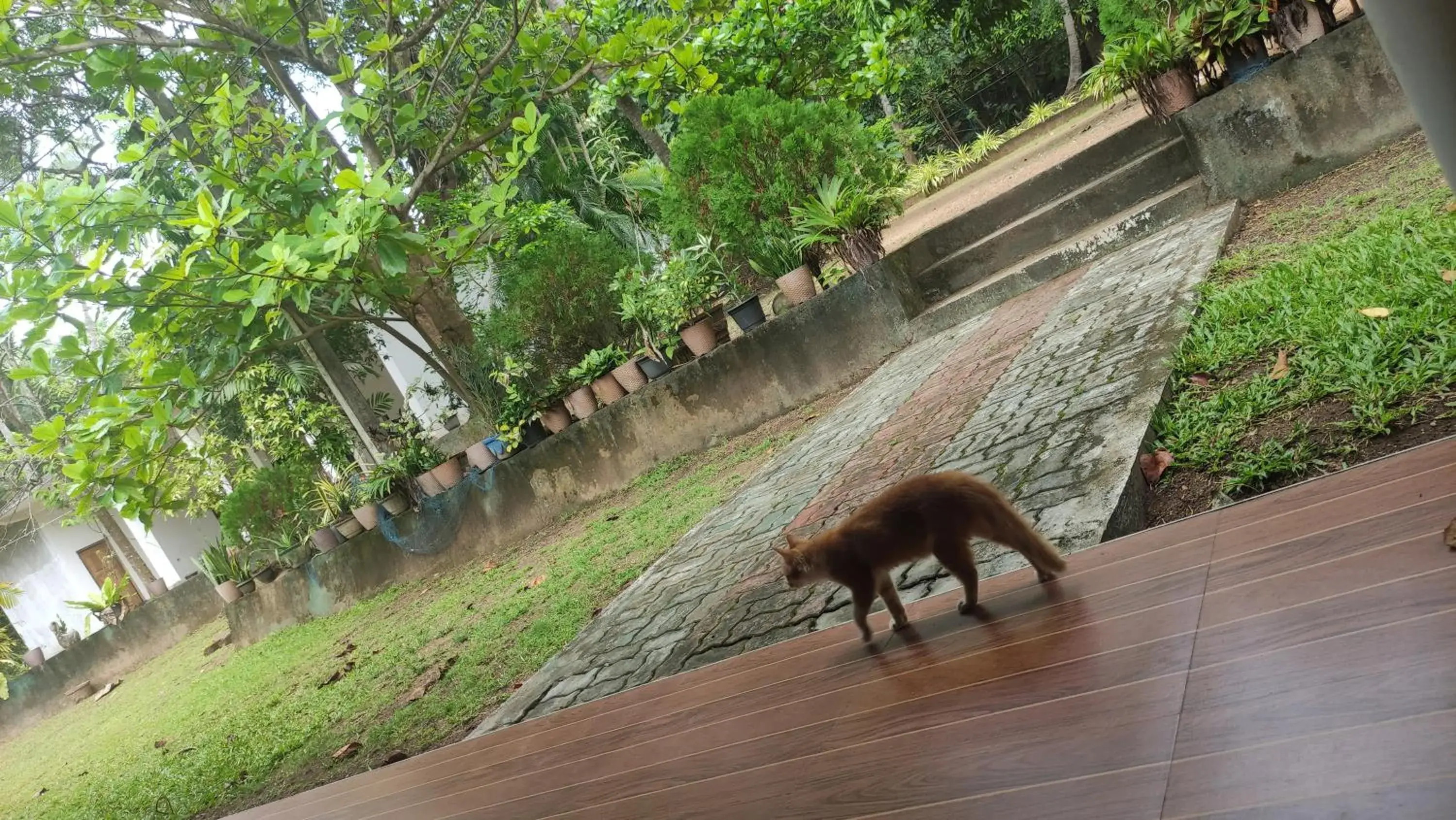 Garden view in Deer Garden Guest Garden view in Deer Garden Guest