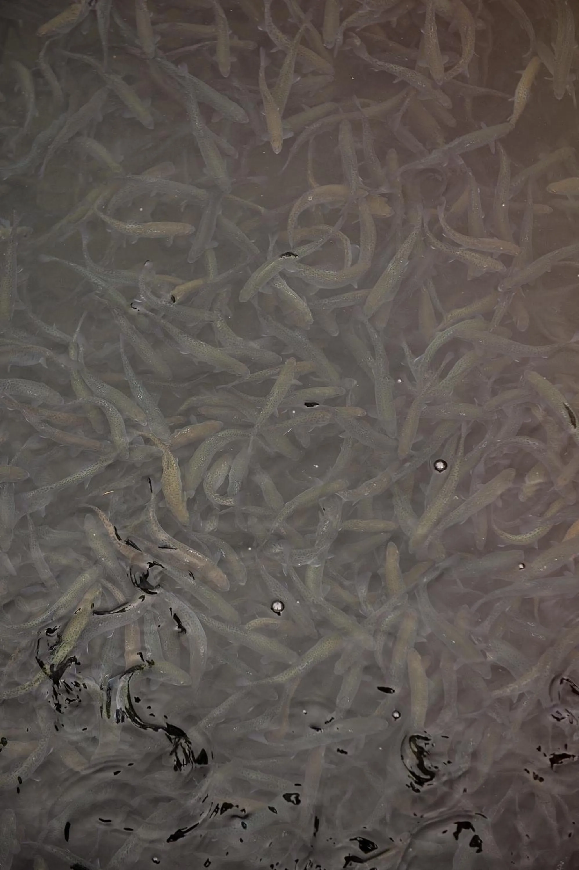 Fishing in Complex Pescăresc Gura Repezii Borșa