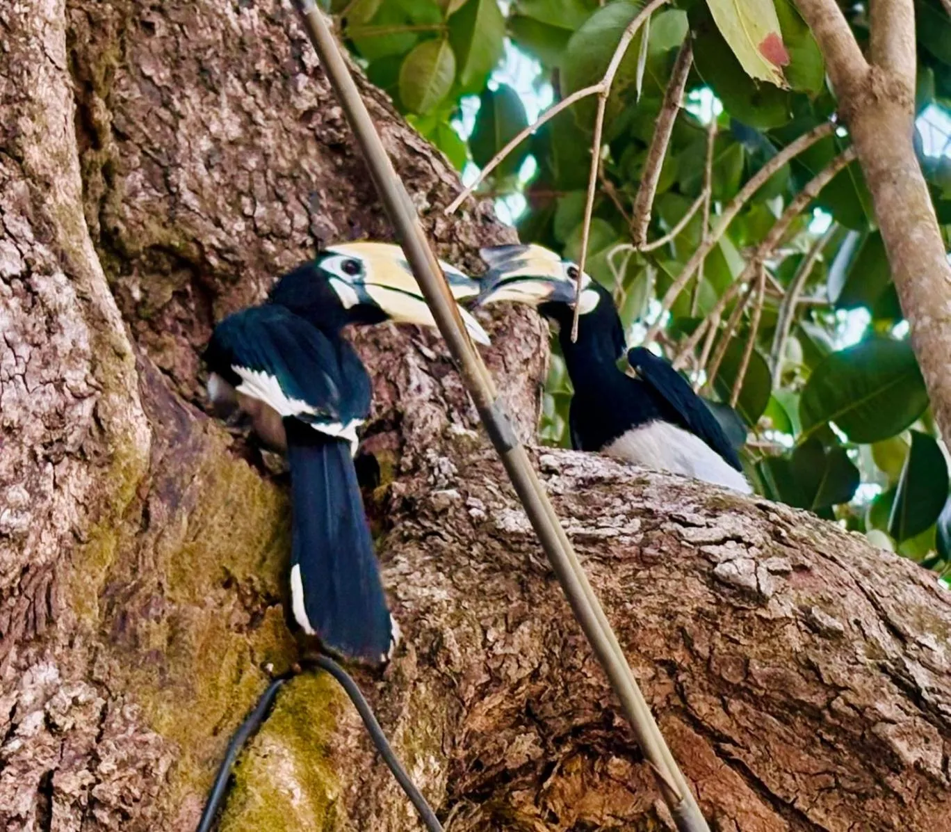 Marina Resort Koh Phayam Ranong