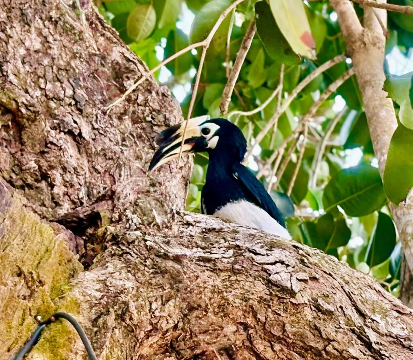 Marina Resort Koh Phayam Ranong