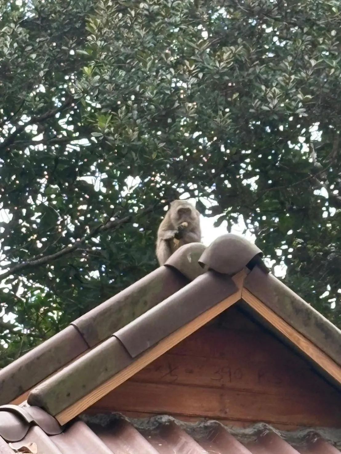 Marina Resort Koh Phayam Ranong