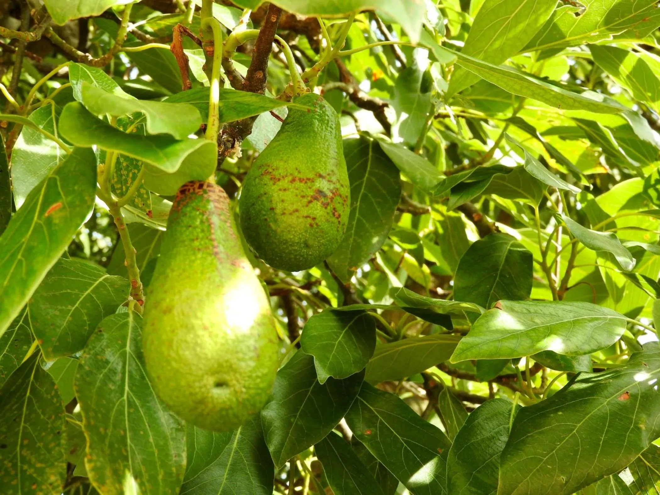 Garden in Villa Daphné