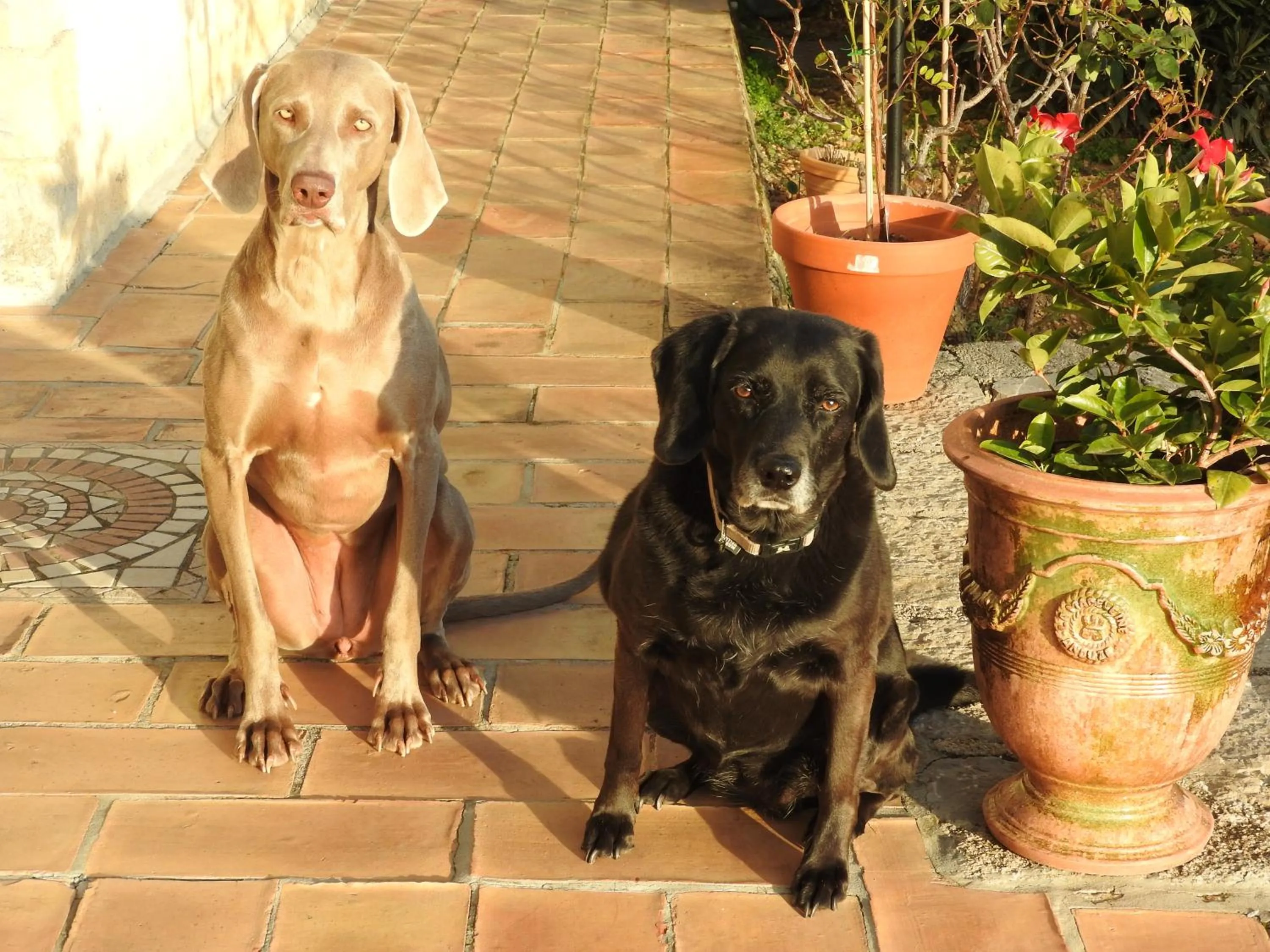 Animals in Villa Daphné