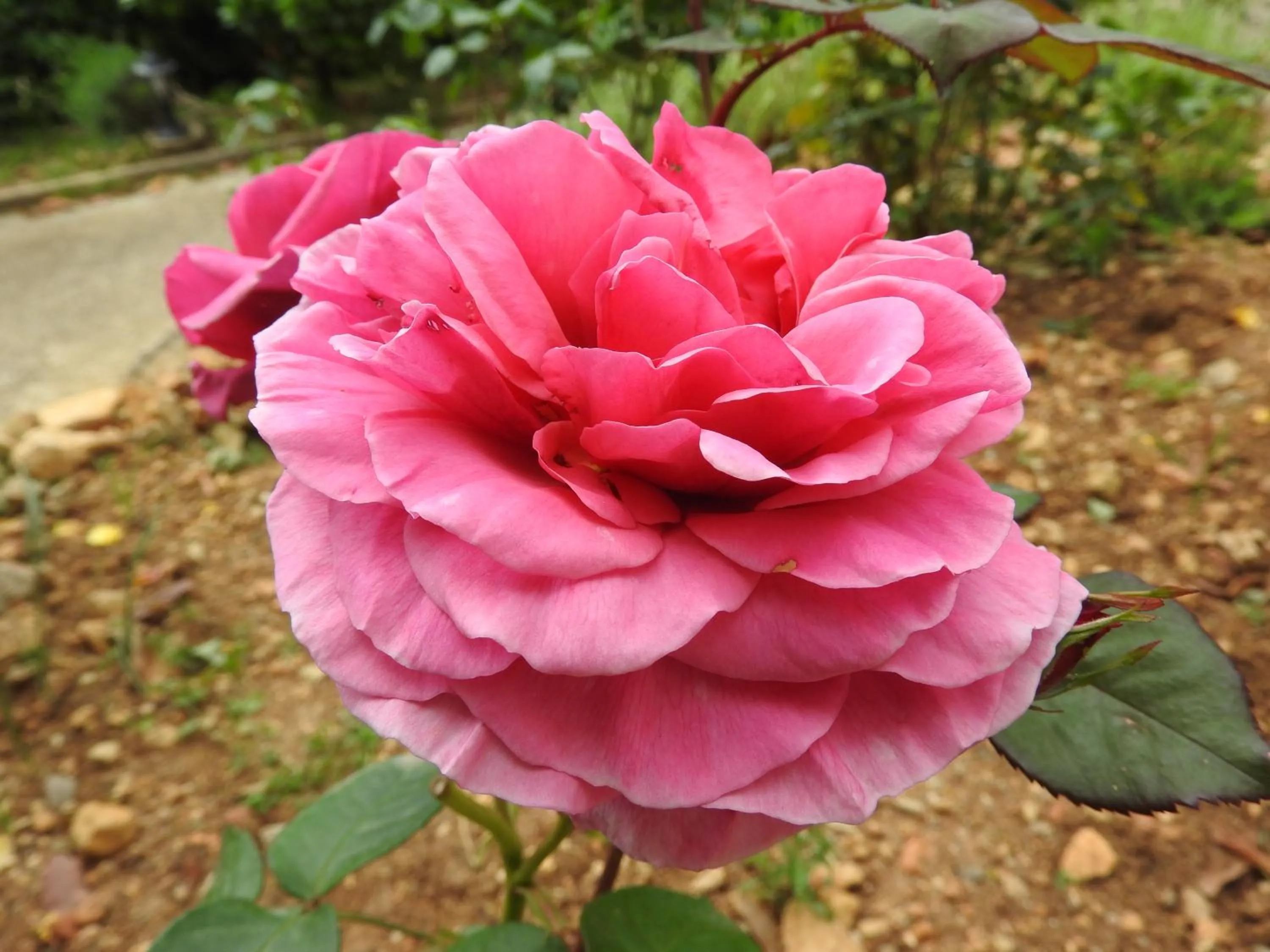 Garden in Villa Daphné